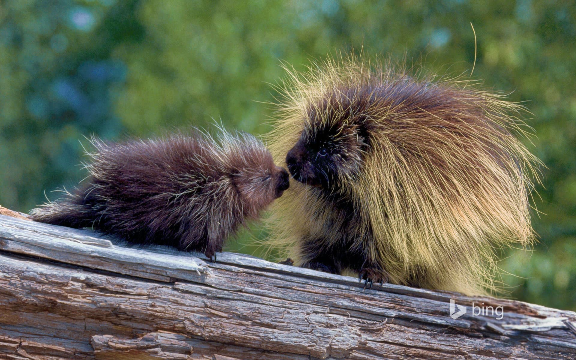 Bing Wallpaper: Porcupines in Glacier National Park, Montana