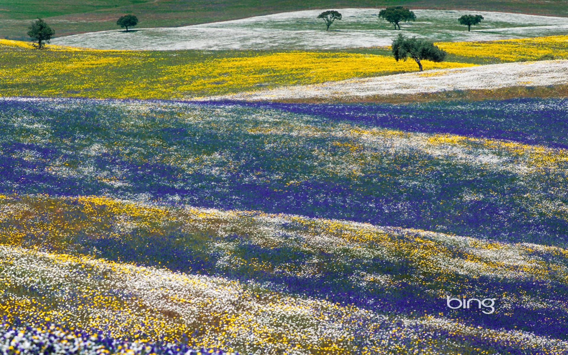 Bing Wallpaper: Spring flowers in Alentejo, Portugal