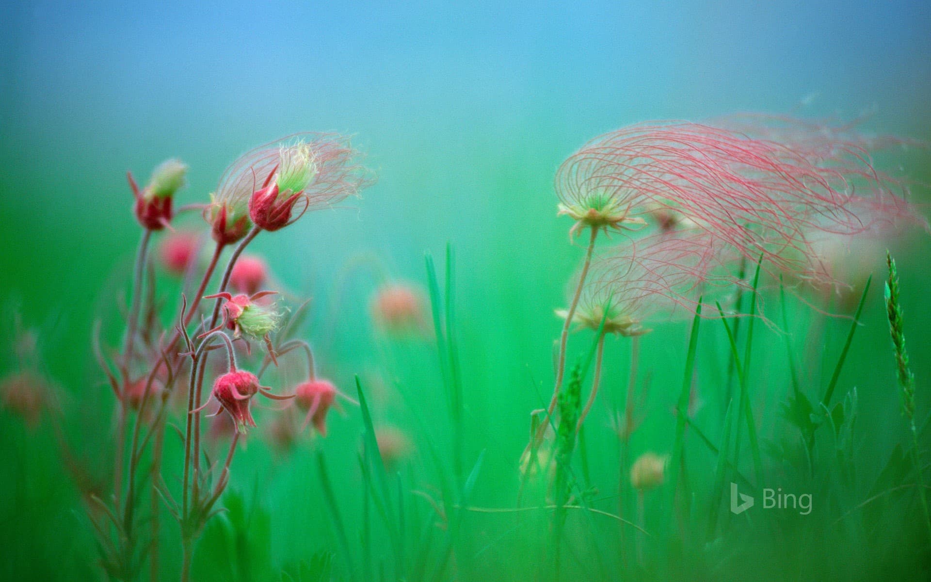 Bing Wallpaper: Prairie smoke blossoms