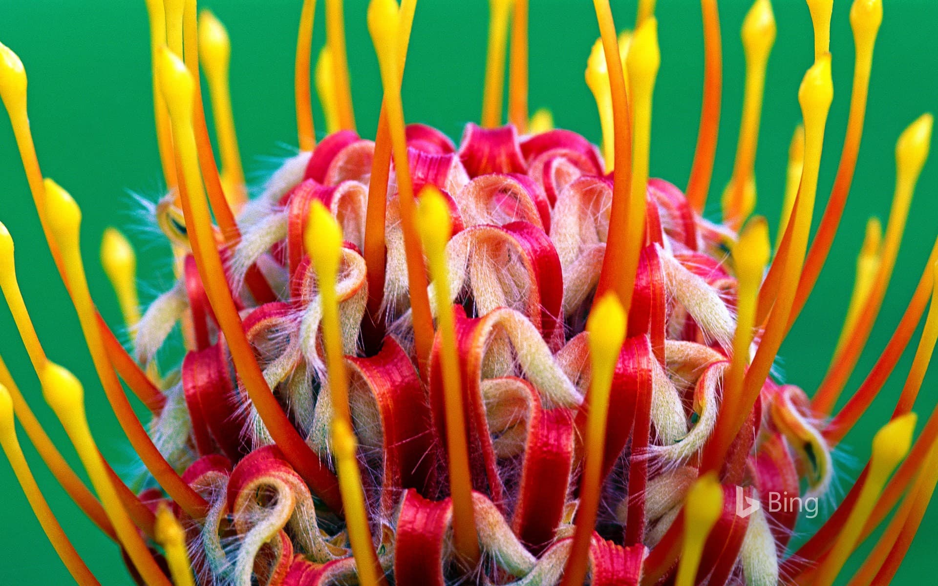 Bing Wallpaper: A red pincushion bloom at Kirstenbosch National Botanical Garden, Cape Town, South Africa