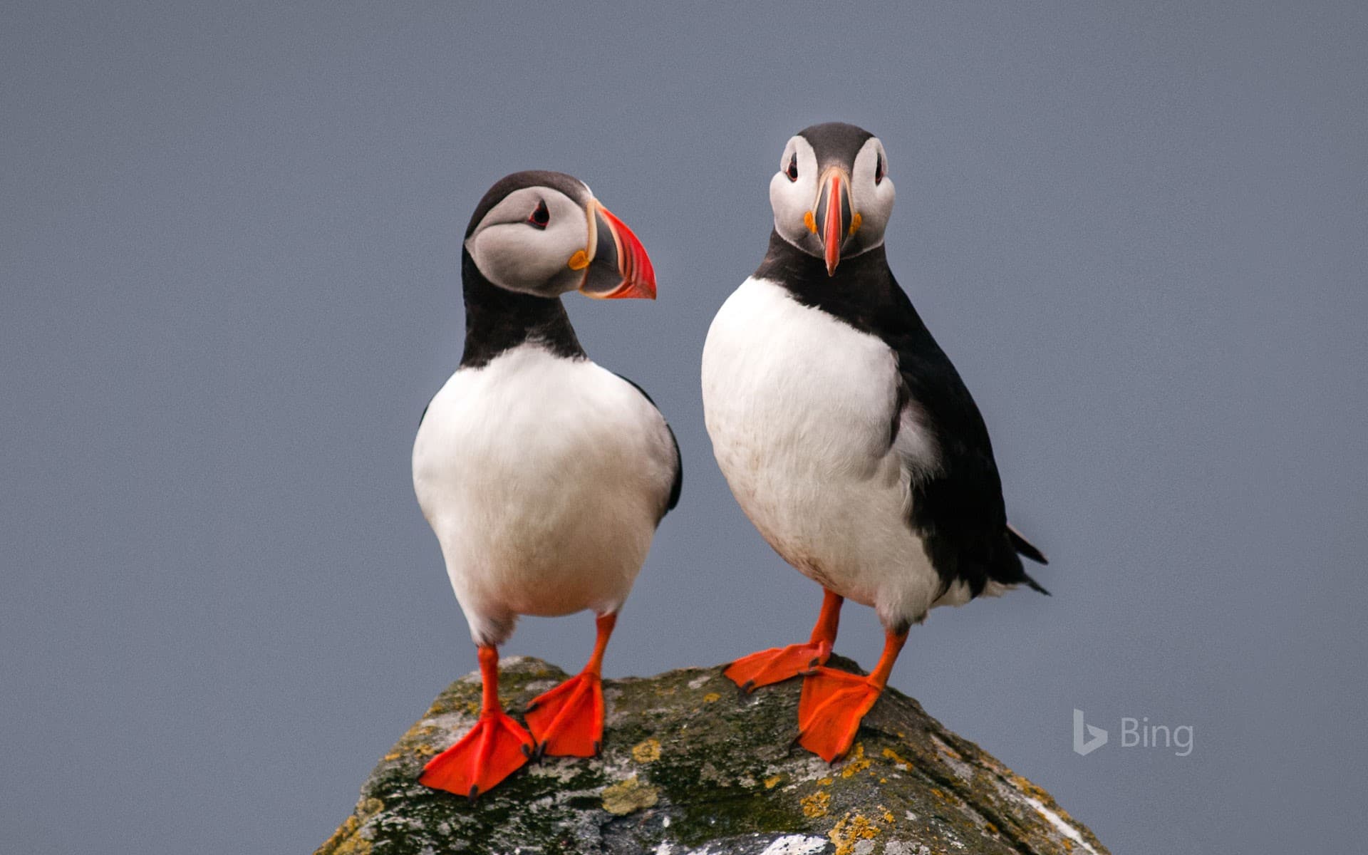 Bing Wallpaper: Puffins