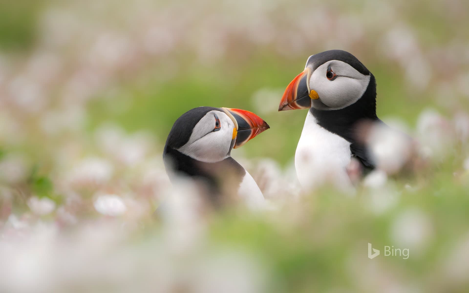 Bing Wallpaper: Puffins among sea campion on Skomer Island, Pembrokeshire, Wales