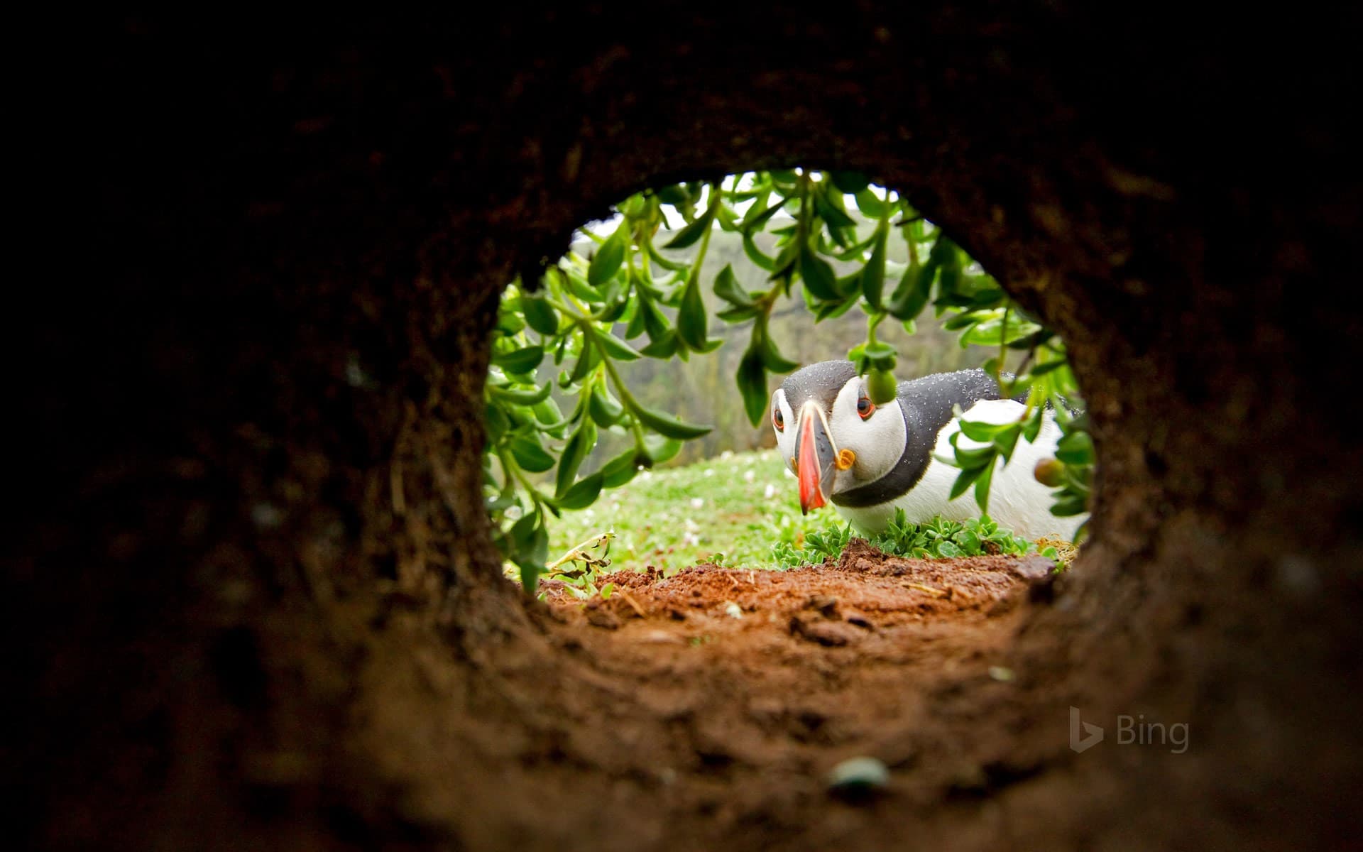 Bing Wallpaper: An Atlantic puffin inspects a nesting burrow on Skomer Island, Wales