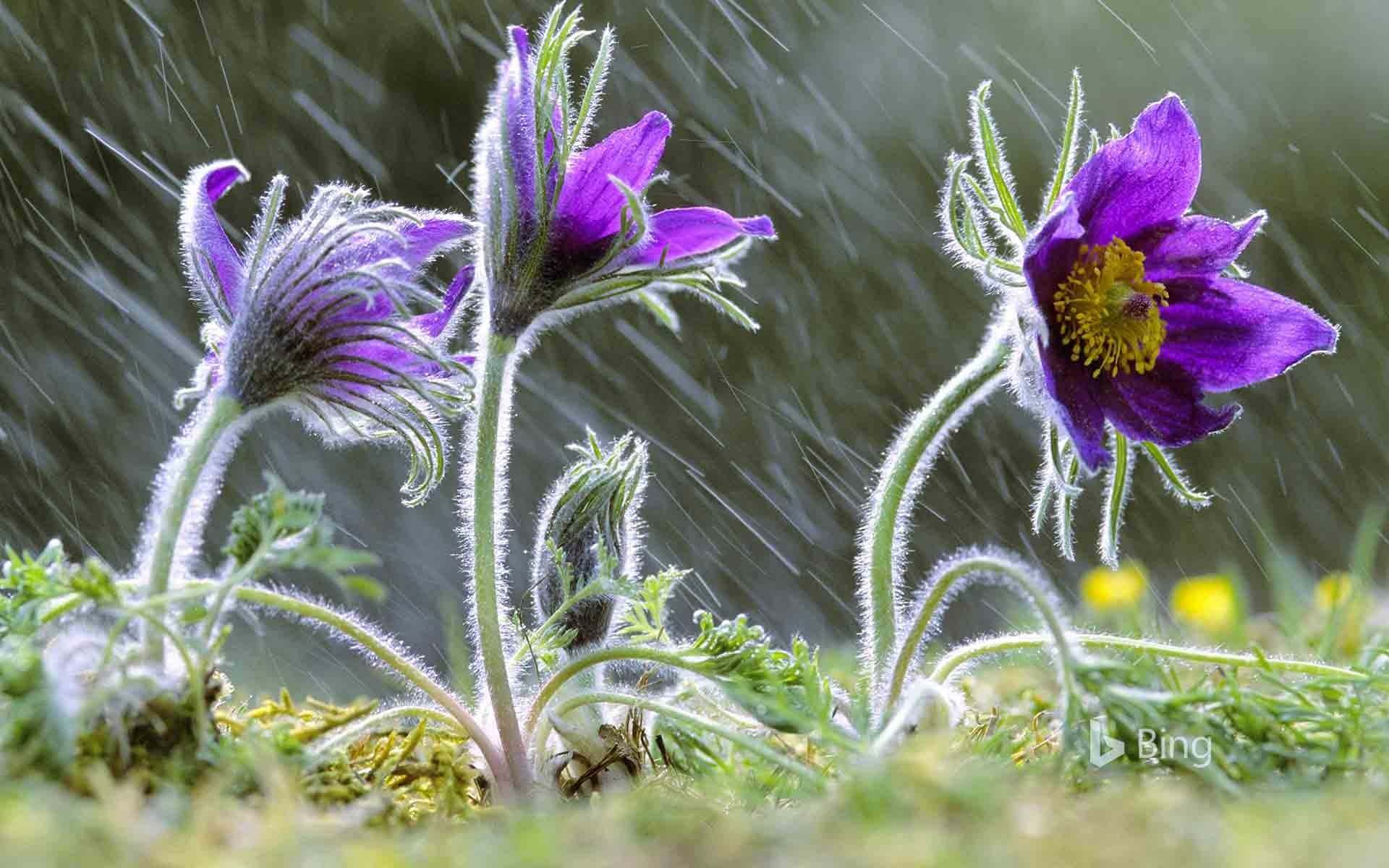 Bing Wallpaper: Pulsatilla vulgaris flowers in rain, Lorraine, France