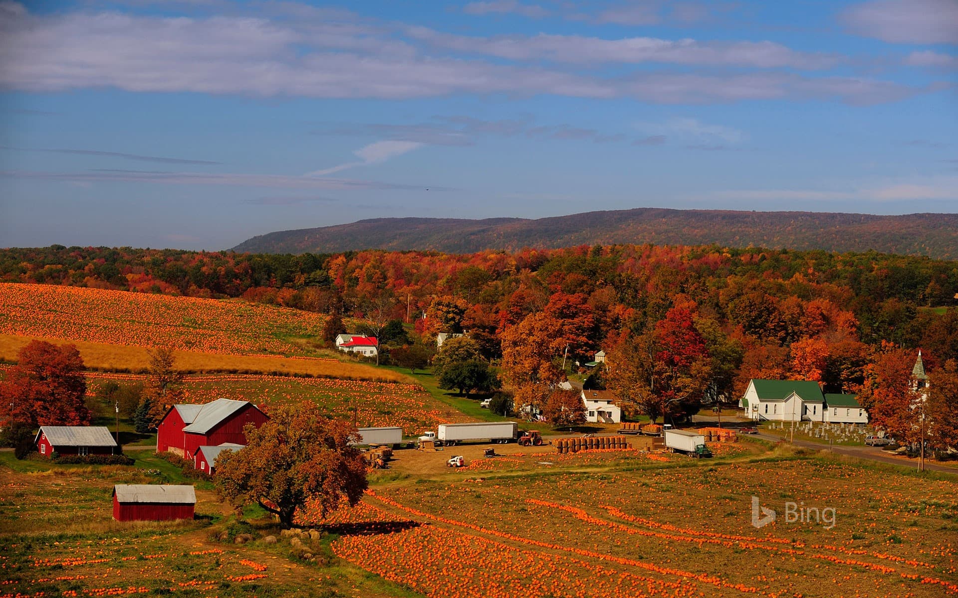 Bing Wallpaper: A pumpkin patch in Columbia County, Pennsylvania