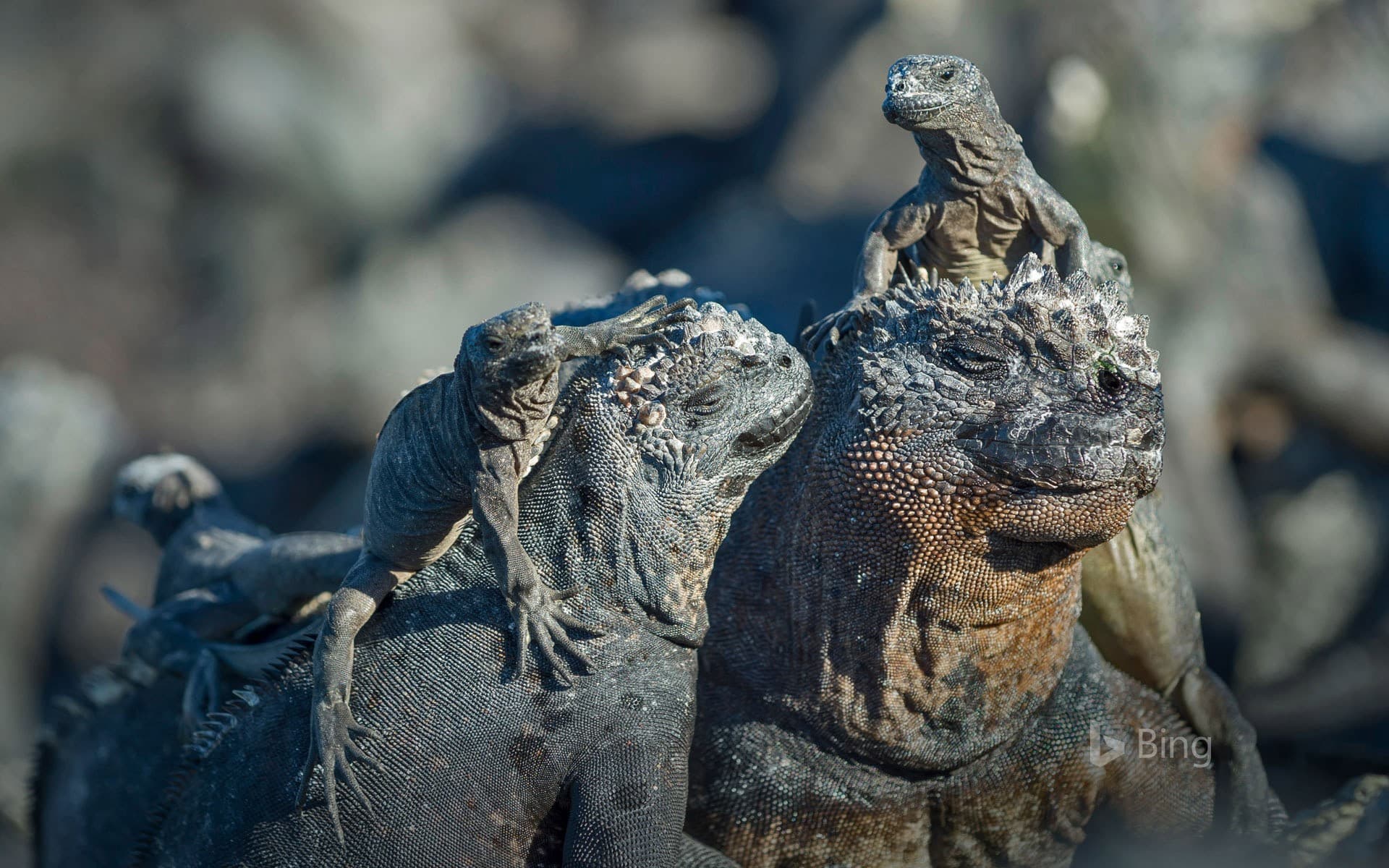 Bing Wallpaper: Marine iguanas, Galápagos Islands, Ecuador