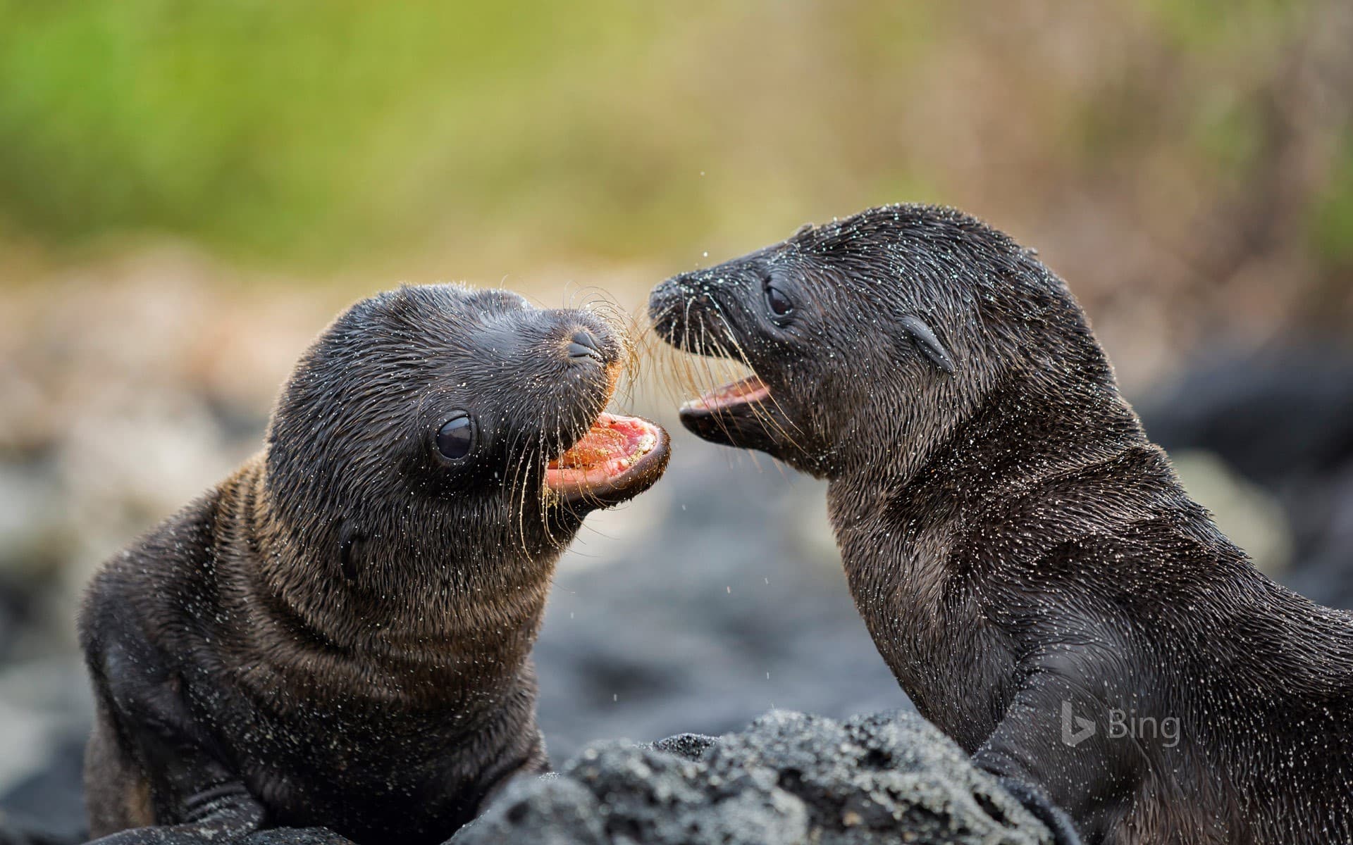 Bing Wallpaper: Galápagos sea lion pups on Santiago Island, Ecuador