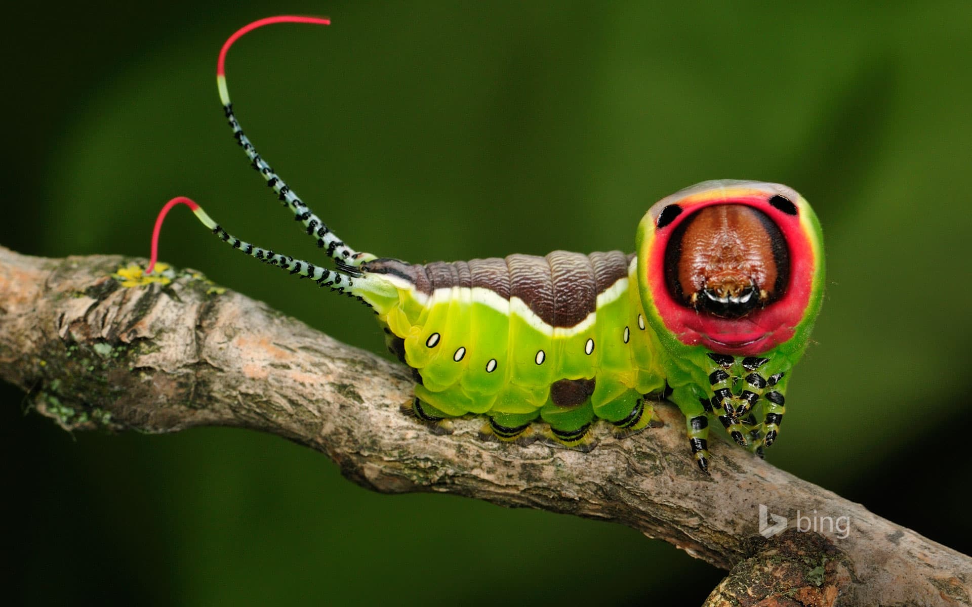 Bing Wallpaper: Puss moth caterpillar