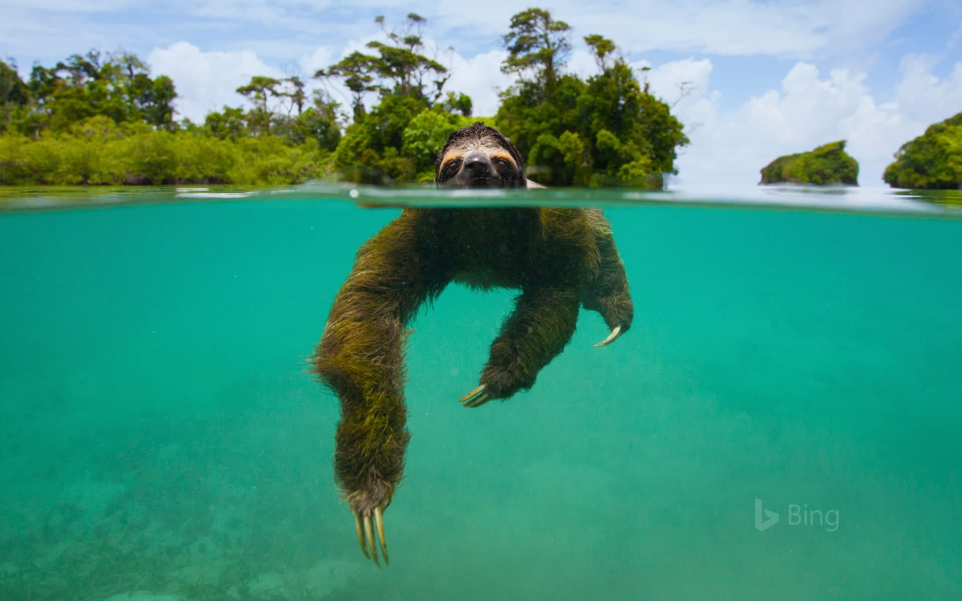 Bing Wallpaper: Pygmy three-toed sloth swimming near Isla Escudo de Veraguas, Panama