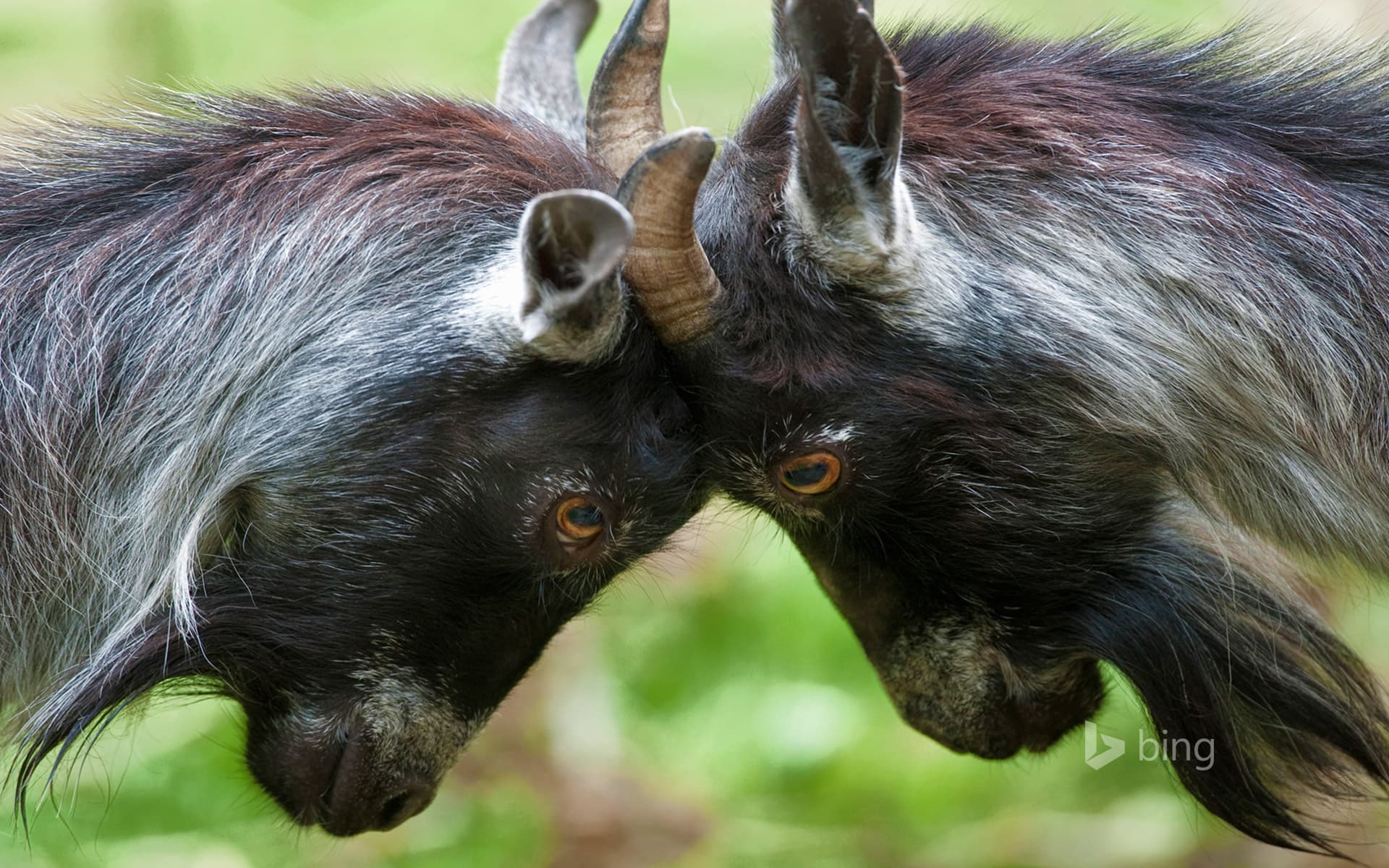 Bing Wallpaper: Pygmy goats headbutting
