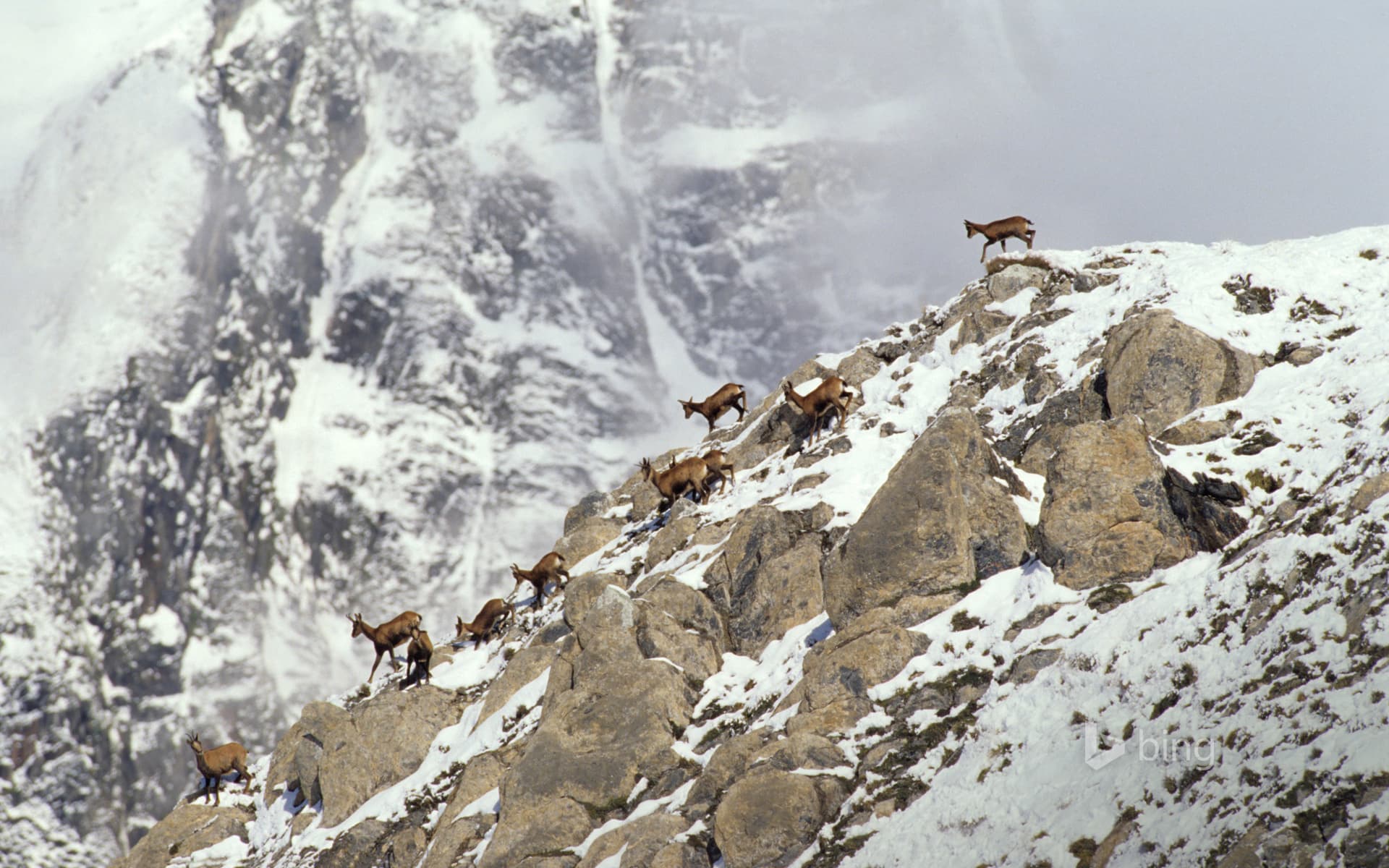 Bing Wallpaper: Pyrenean chamois, Pyrenees, France