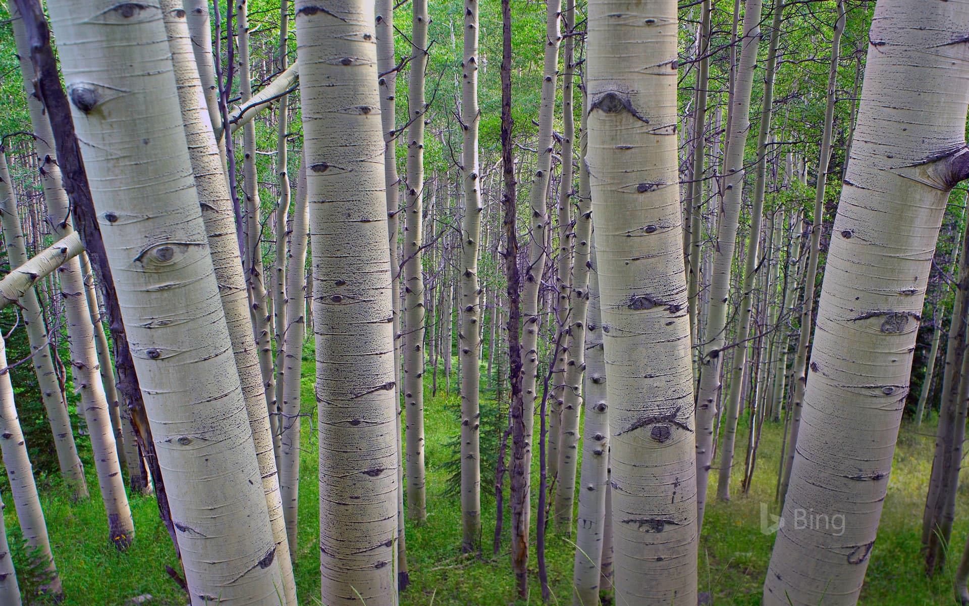 Bing Wallpaper: Quaking aspens in Gunnison National Forest, Colorado, USA