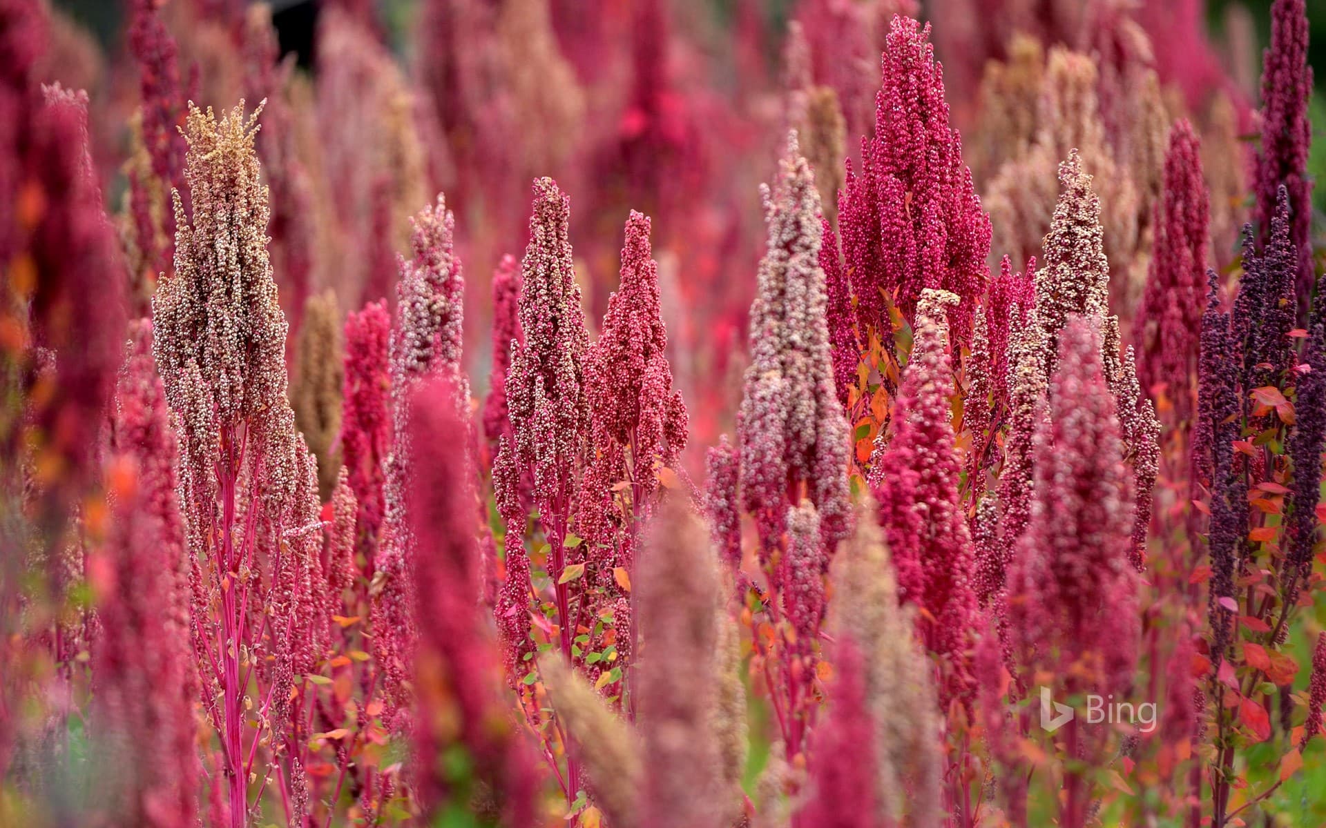 Bing Wallpaper: Quinoa plants in Peru