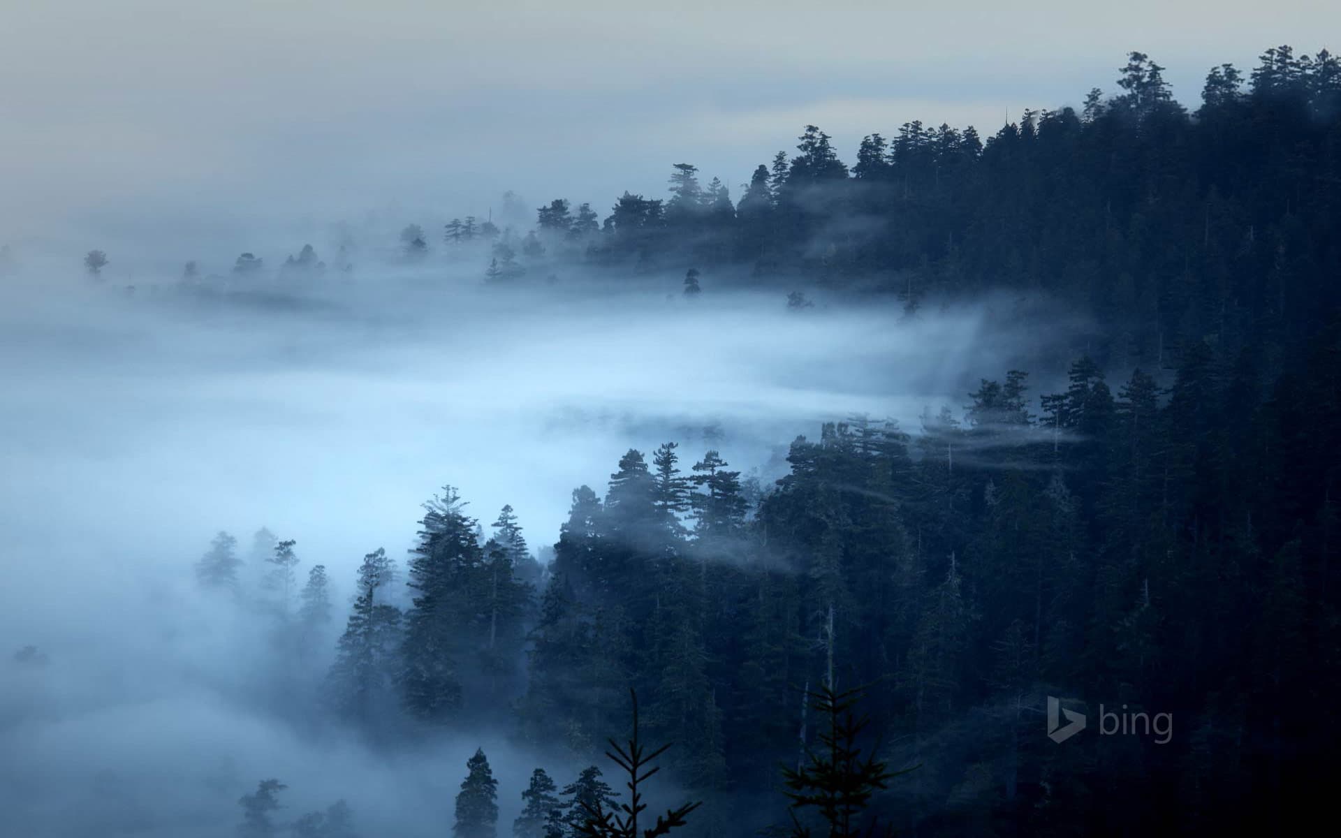 Bing Wallpaper: The Redwood National and State Parks of California