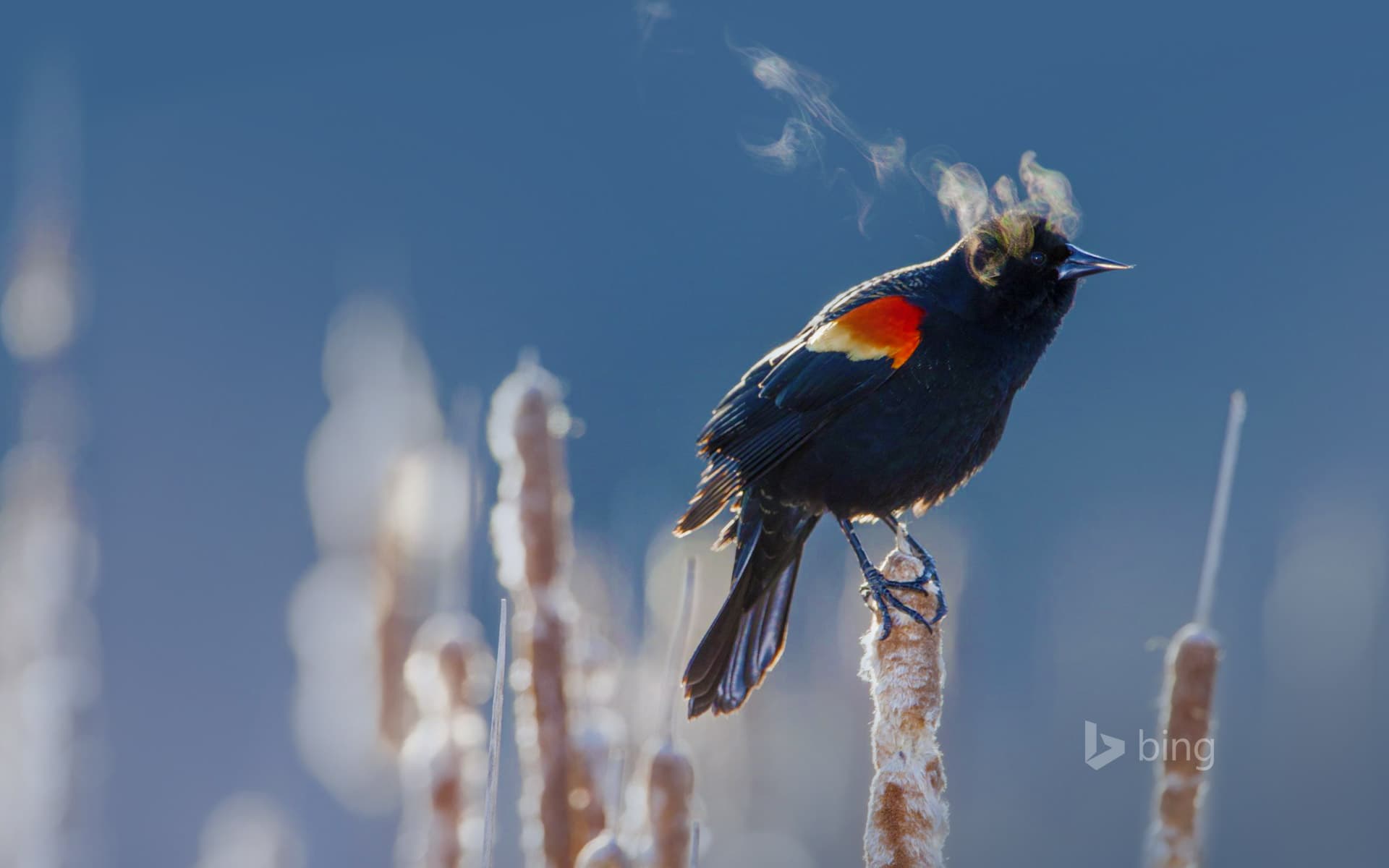 Bing Wallpaper: A red-winged blackbird in Minneapolis, Minnesota