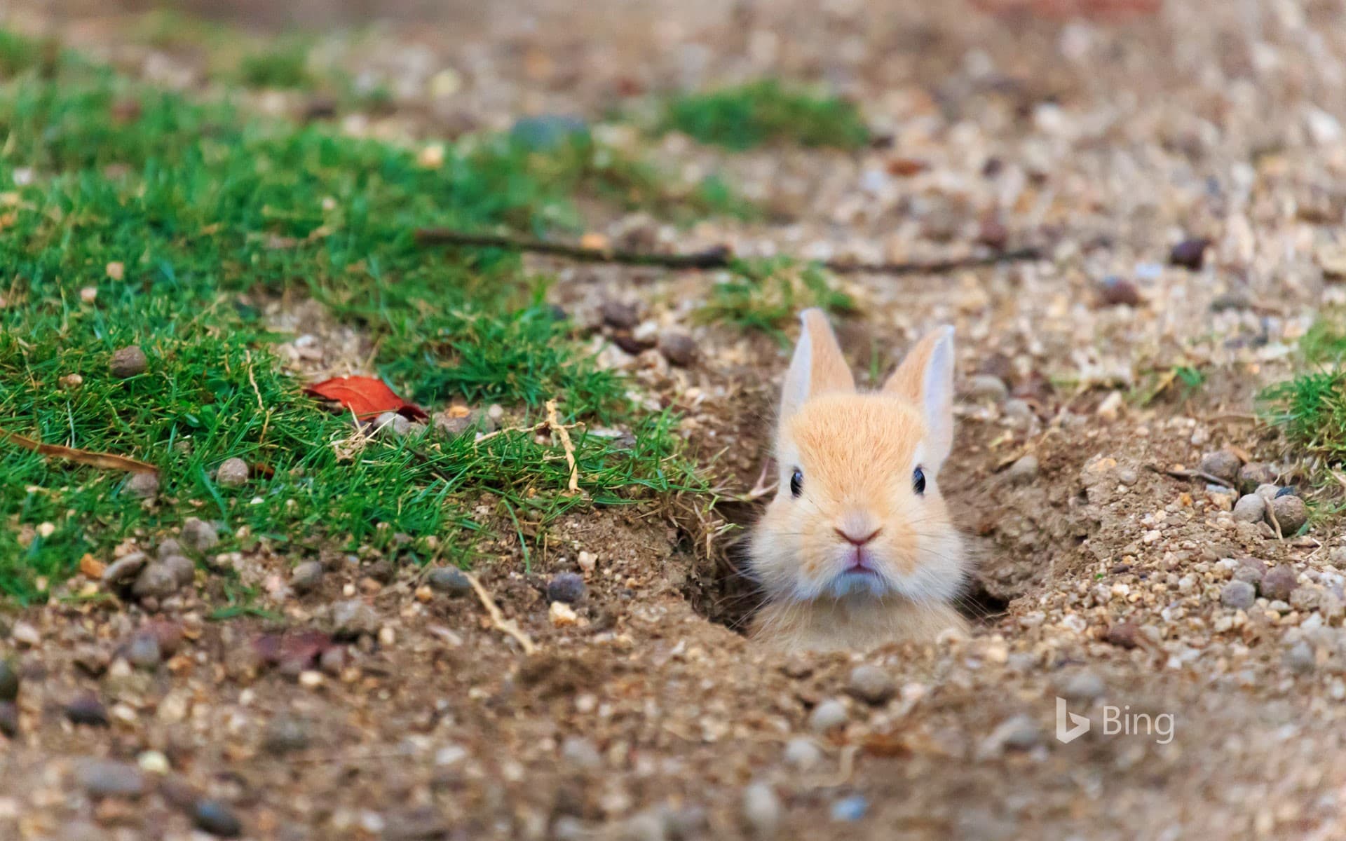 Bing Wallpaper: Baby feral domestic rabbit, Ōkunoshima Island (aka Rabbit Island), Hiroshima, Japan