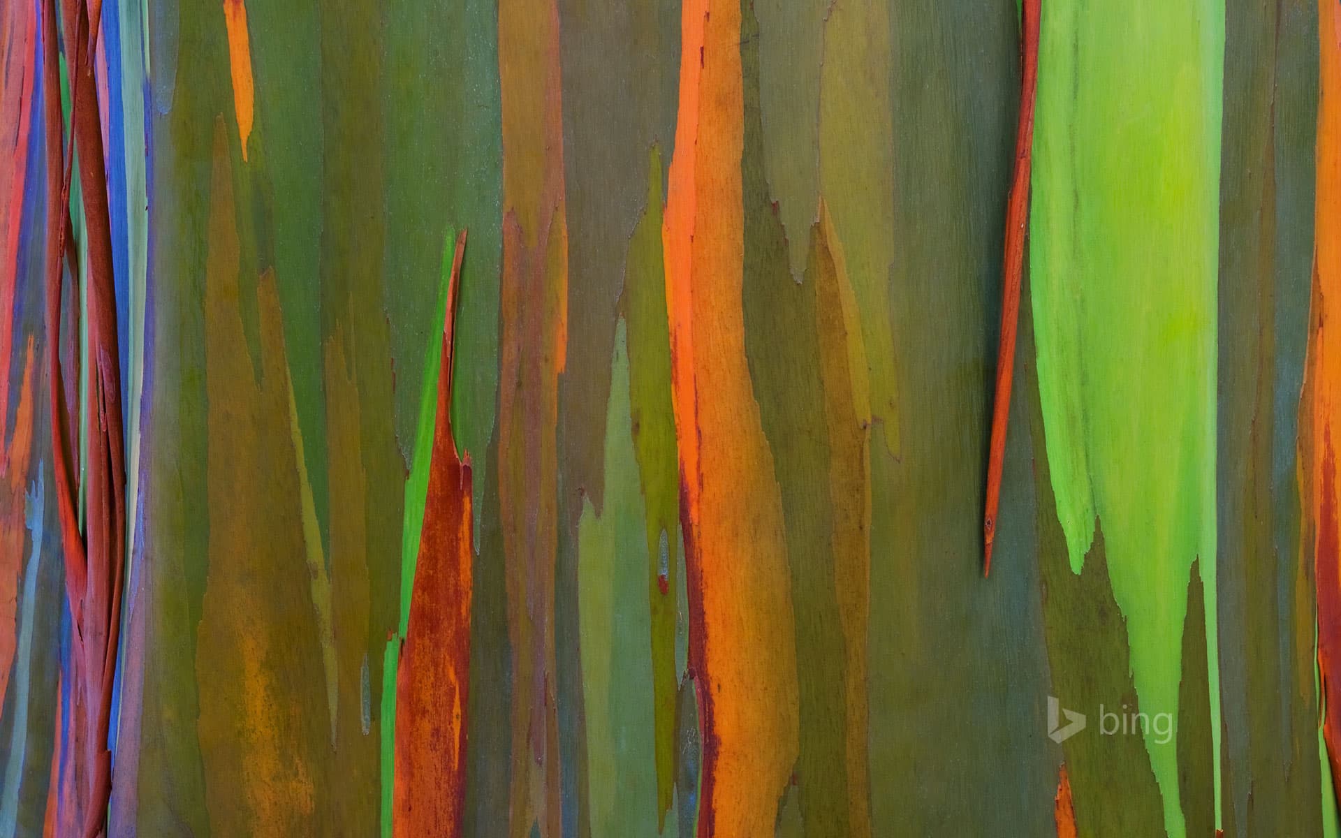 Bing Wallpaper: Bark of a rainbow eucalyptus tree, Maui, Hawaii