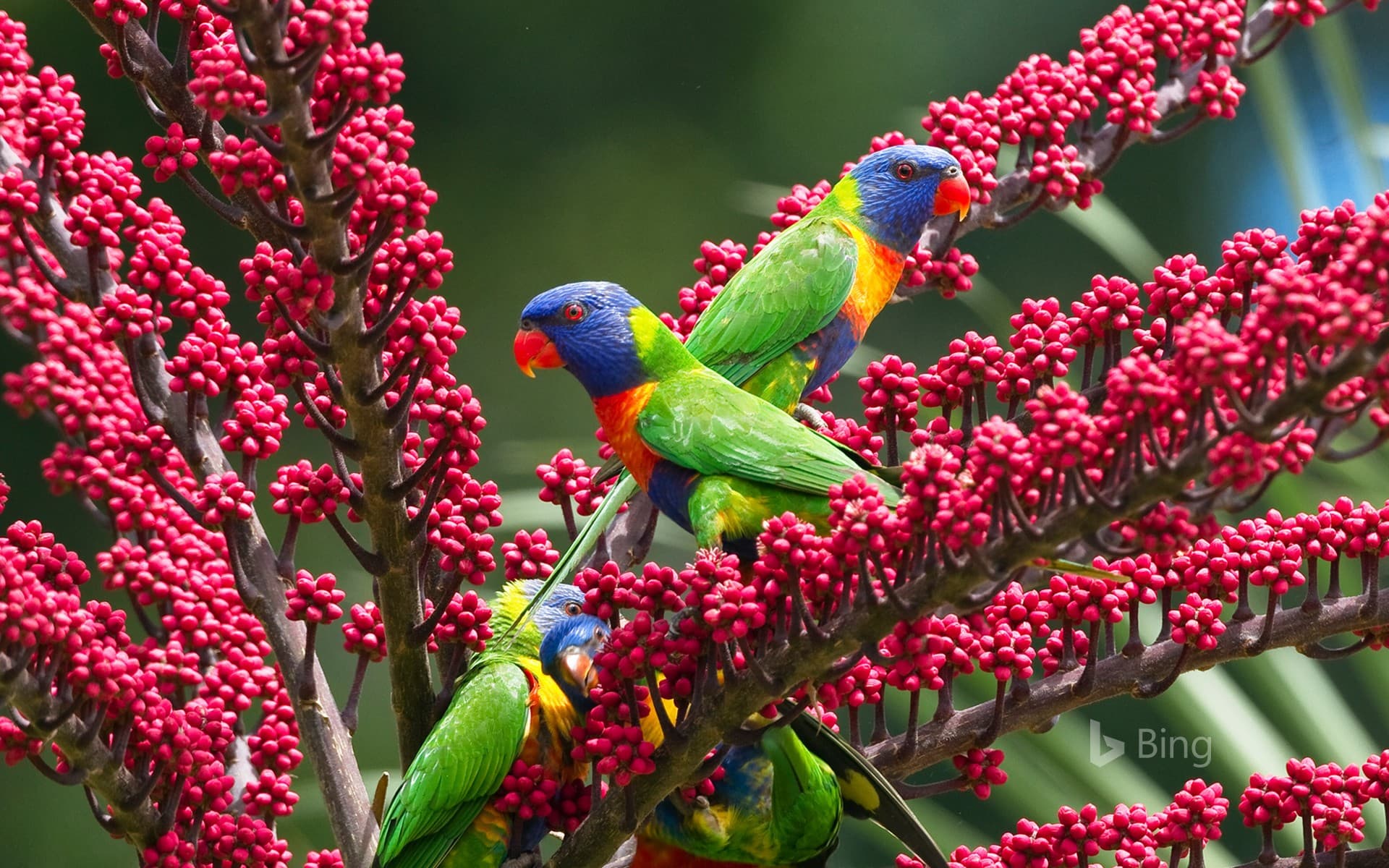 Bing Wallpaper: Rainbow lorikeets in umbrella tree, Atherton Tableland, Queensland, Australia