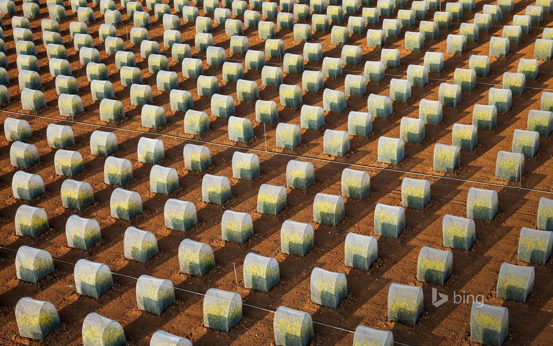 Bing Wallpaper: Tests of rapeseed crops, isolated parcels under tunnel to avoid crossings (aerial view), Oucques, Loir-et-Cher, France