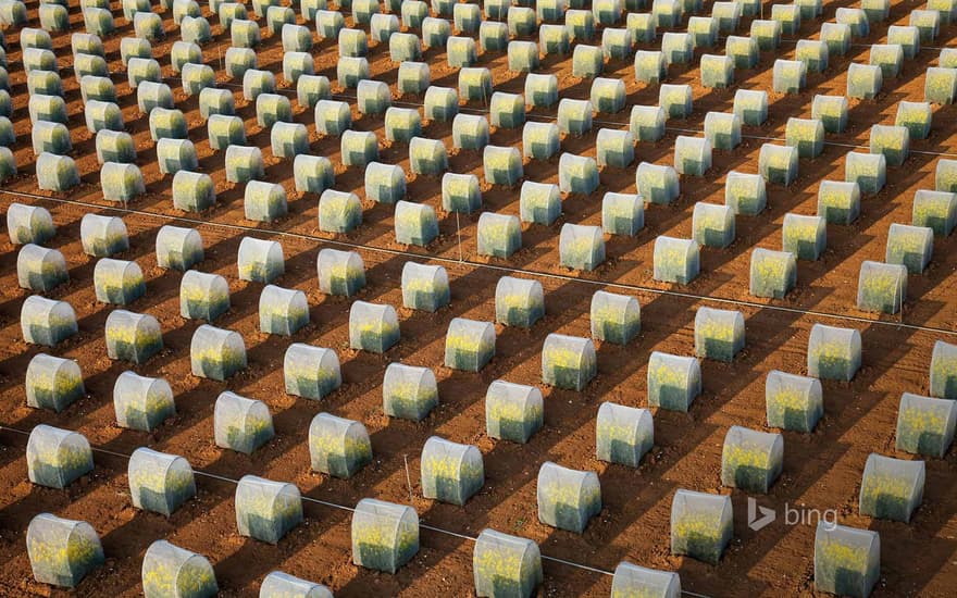 Tests of rapeseed crops, isolated parcels under tunnel to avoid crossings (aerial view), Oucques, Loir-et-Cher, France