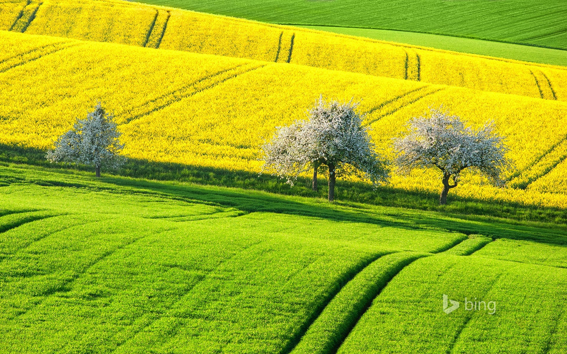 Bing Wallpaper: Canola fields in spring, Germany