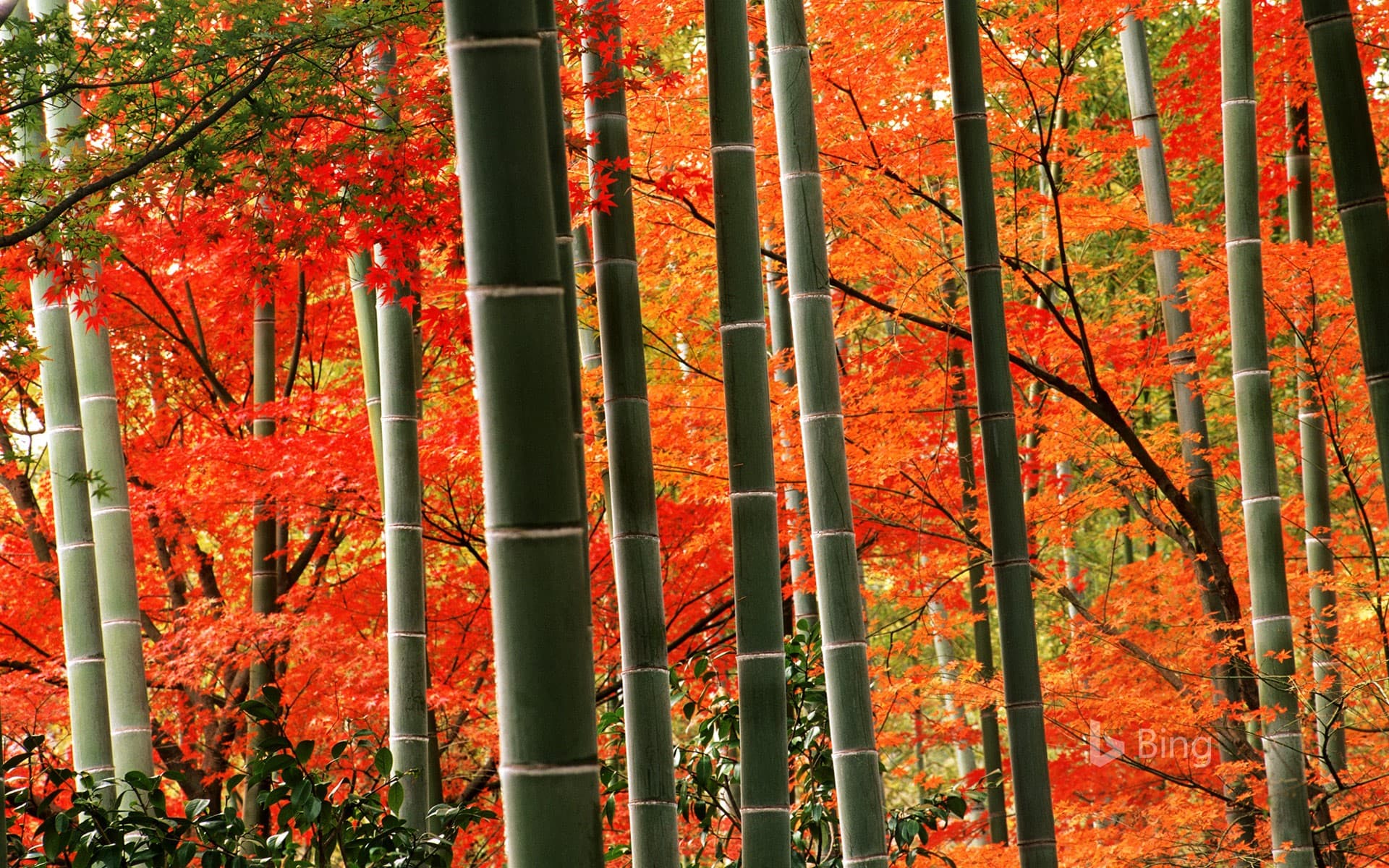 Bing Wallpaper: Bamboo forest and fall foliage in Arashiyama Park, Kyoto, Japan