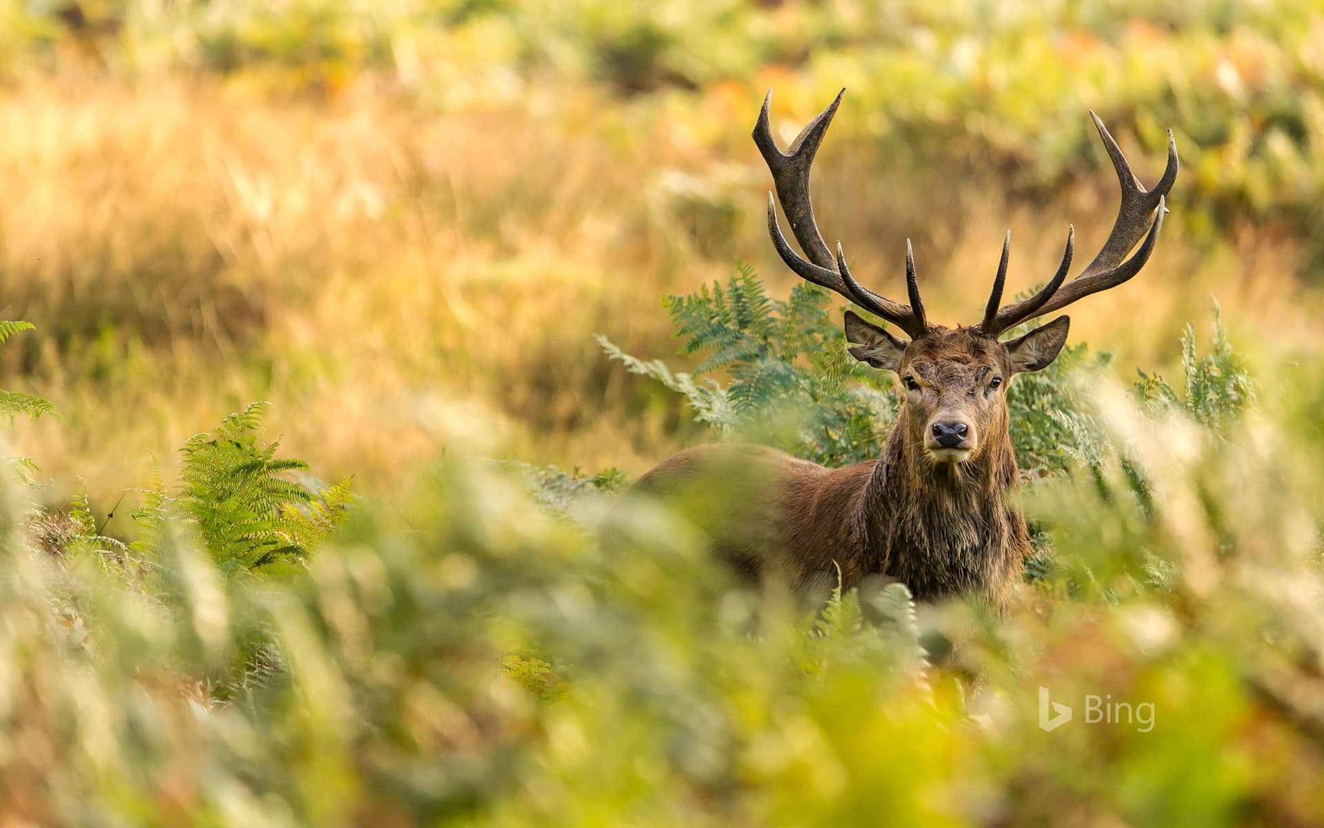 Bing Wallpaper: A red deer in Richmond Park, London