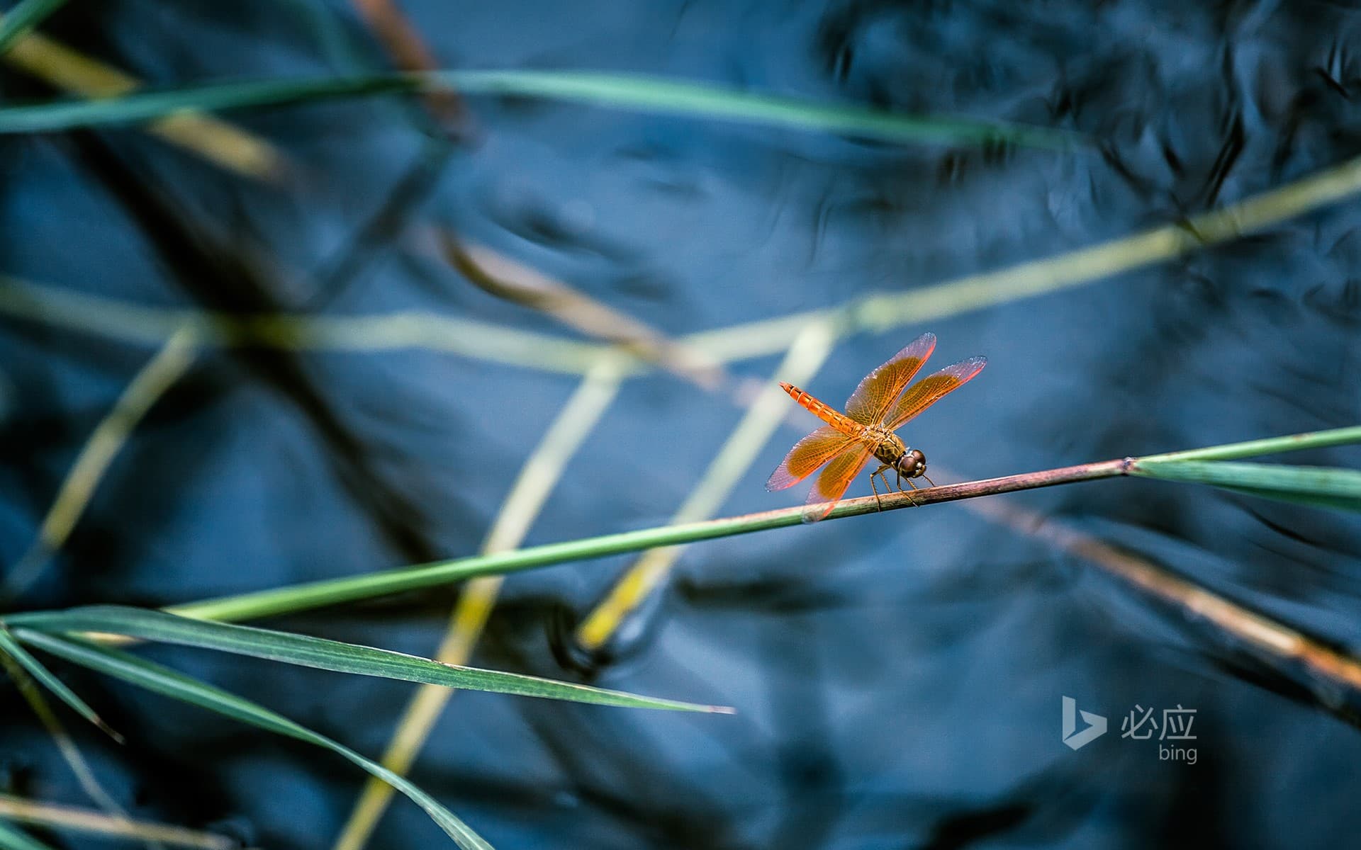 Bing Wallpaper: [Today's Lixia] Red dragonfly resting on a thin bamboo pole