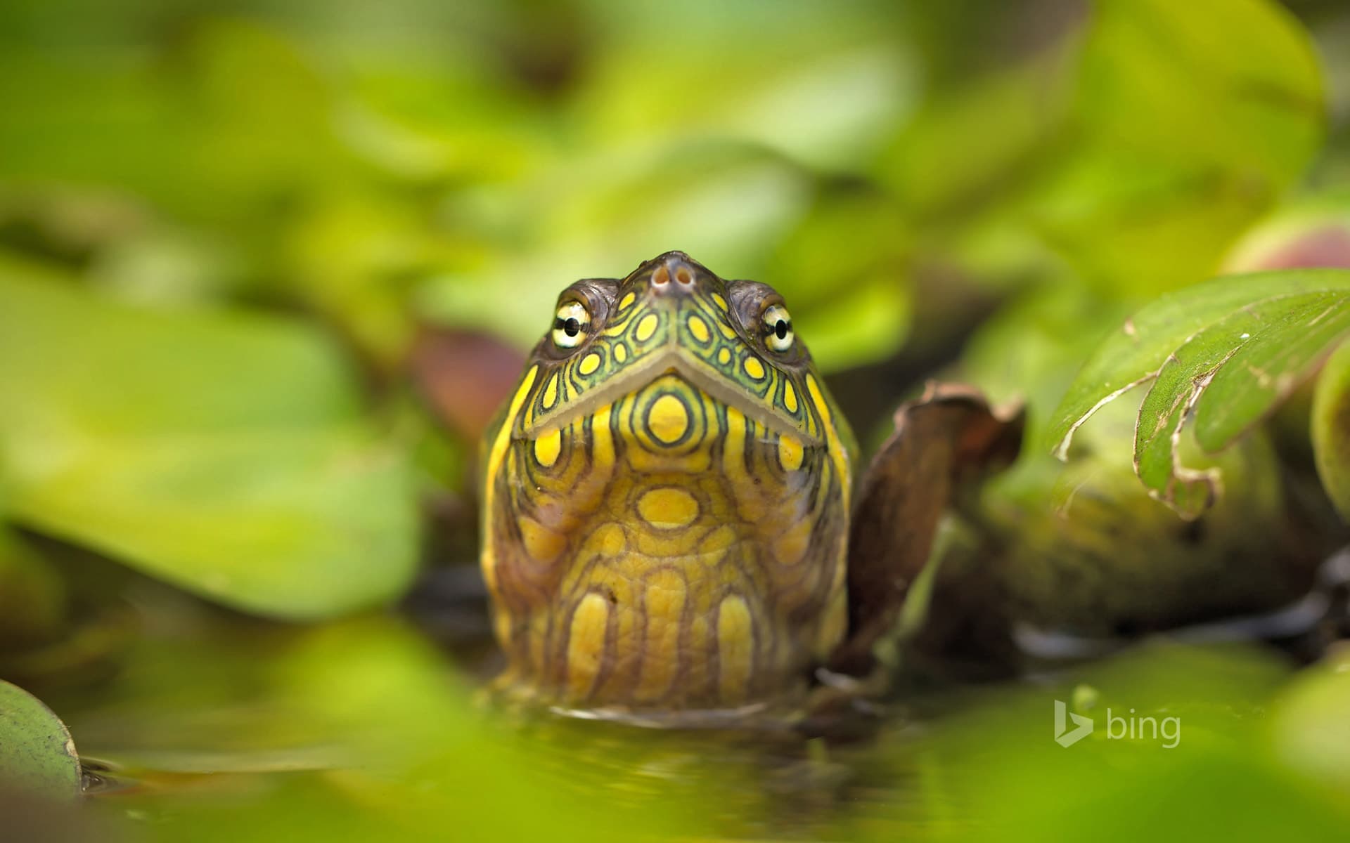 Bing Wallpaper: Red-eared slider turtle