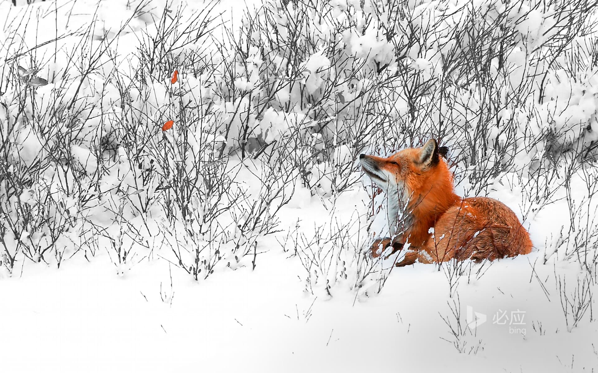 Bing Wallpaper: A red fox is quietly staring at the dead leaves of a willow tree near Churchill town in Manitoba, Canada