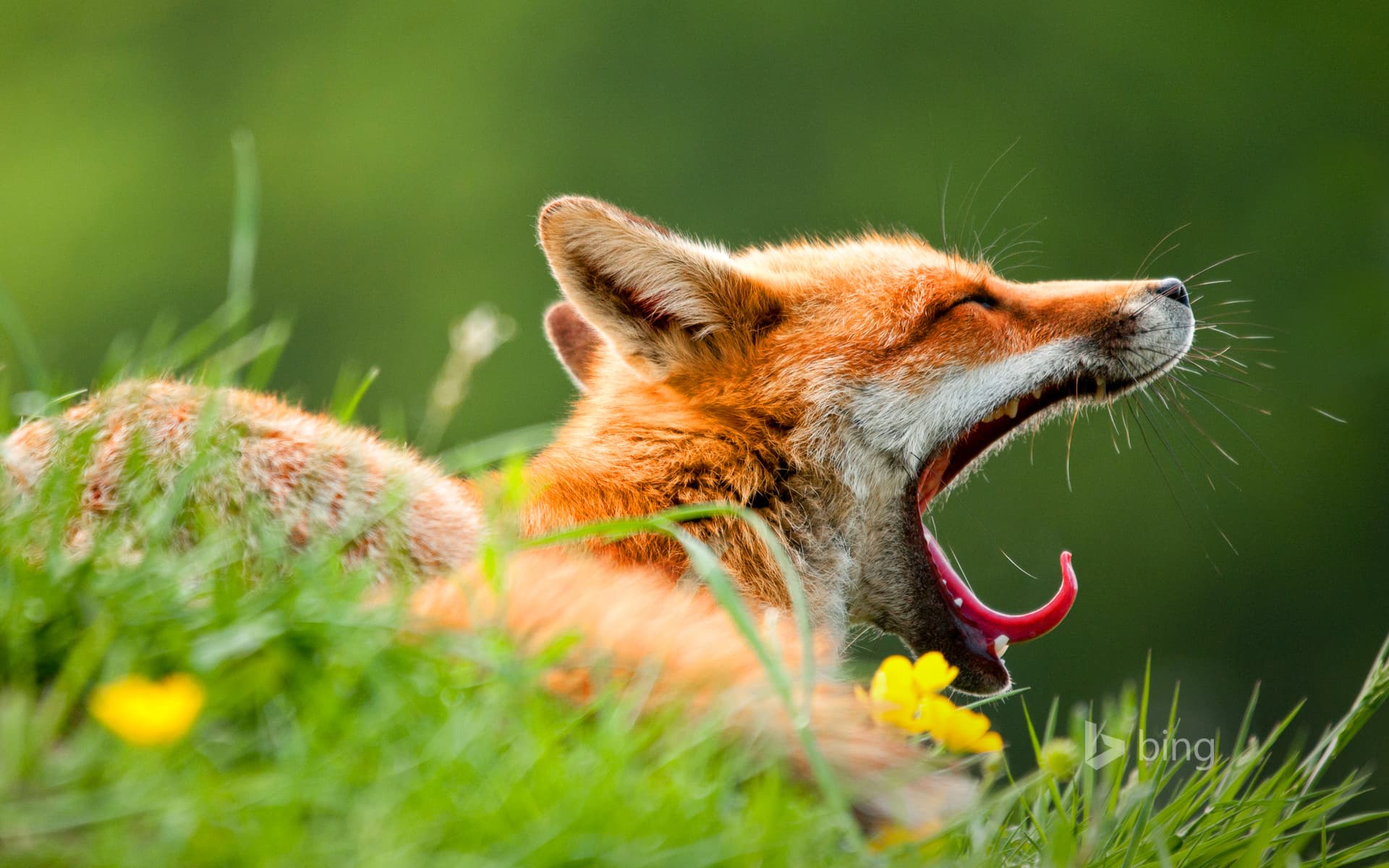Bing Wallpaper: A red fox (Vulpes vulpes) yawning in the morning light in Lifton, Devon