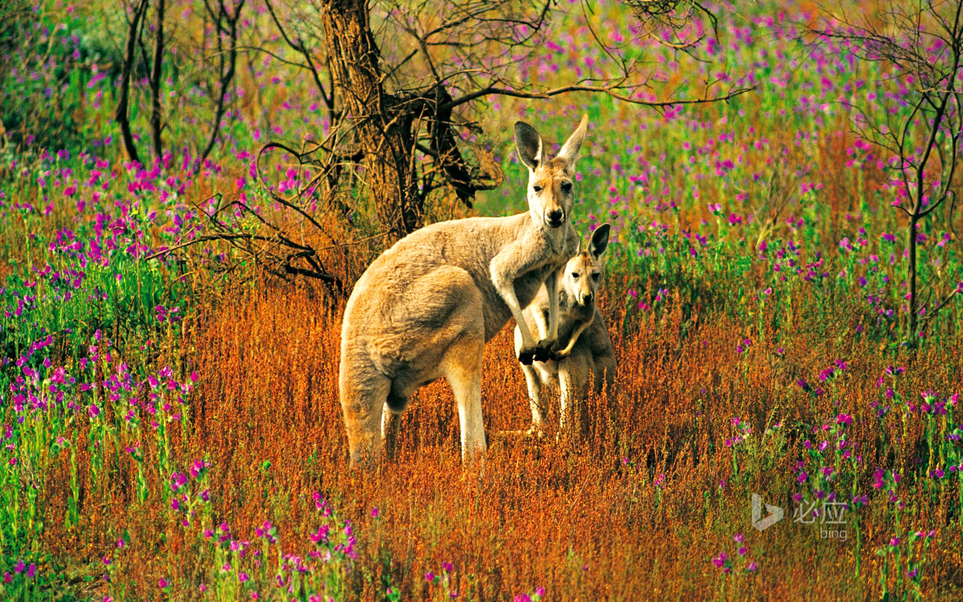 Bing Wallpaper: Flinders National Park, South Australia, Great Red Kangaroo with its children