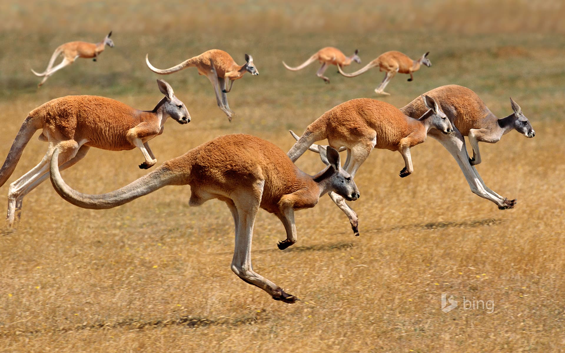 Bing Wallpaper: Red Kangaroos (macropus rufus) hopping in the Australian outback
