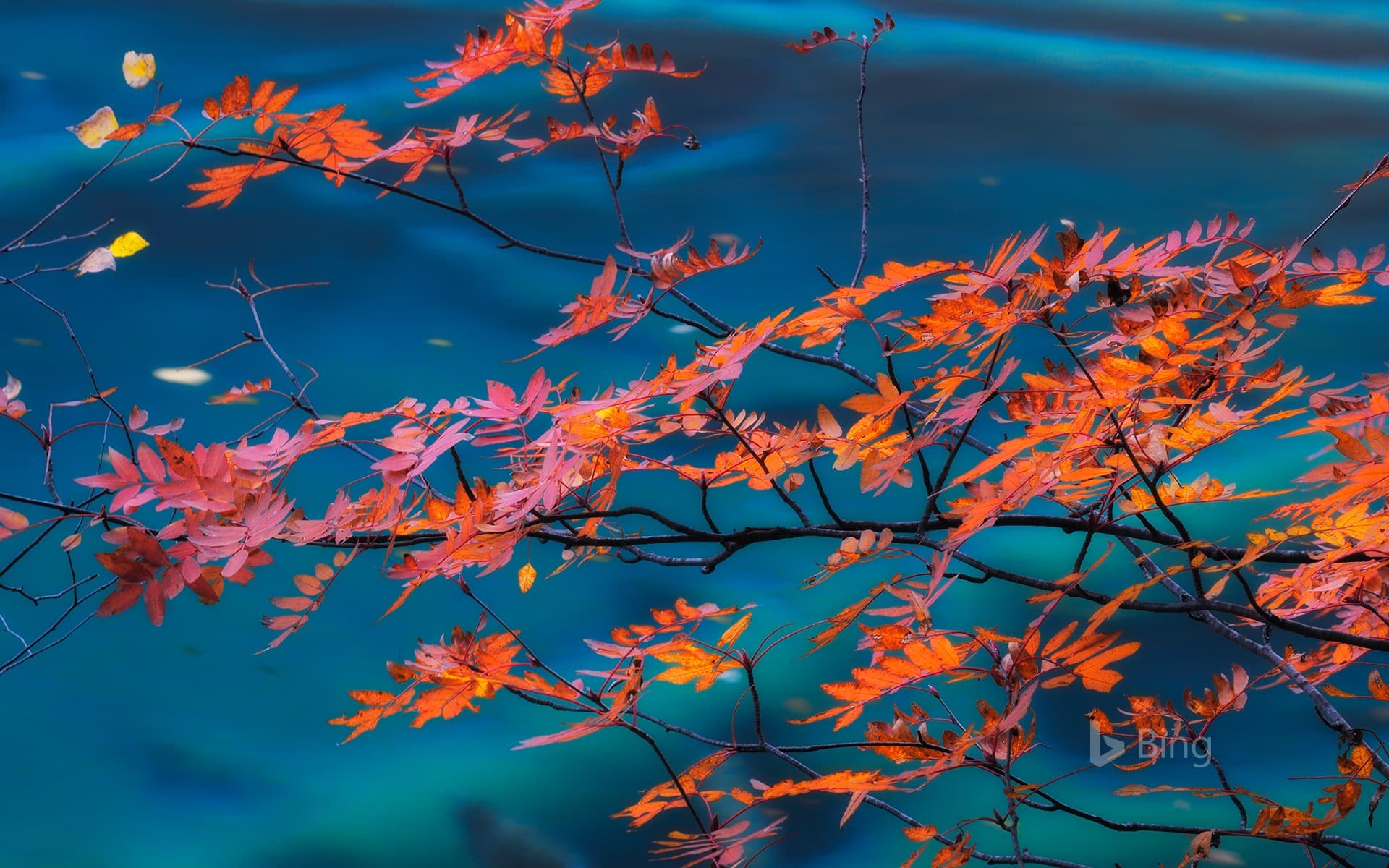 Bing Wallpaper: Maple trees in Jiuzhaigou National Park