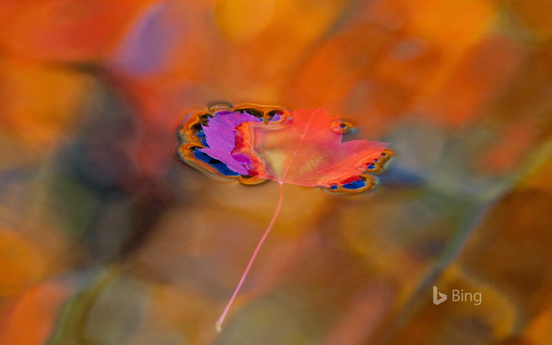 Bing Wallpaper: Red maple leaf on autumn-colored pool in Parc National du Mont-Saint-Bruno, Quebec, Canada