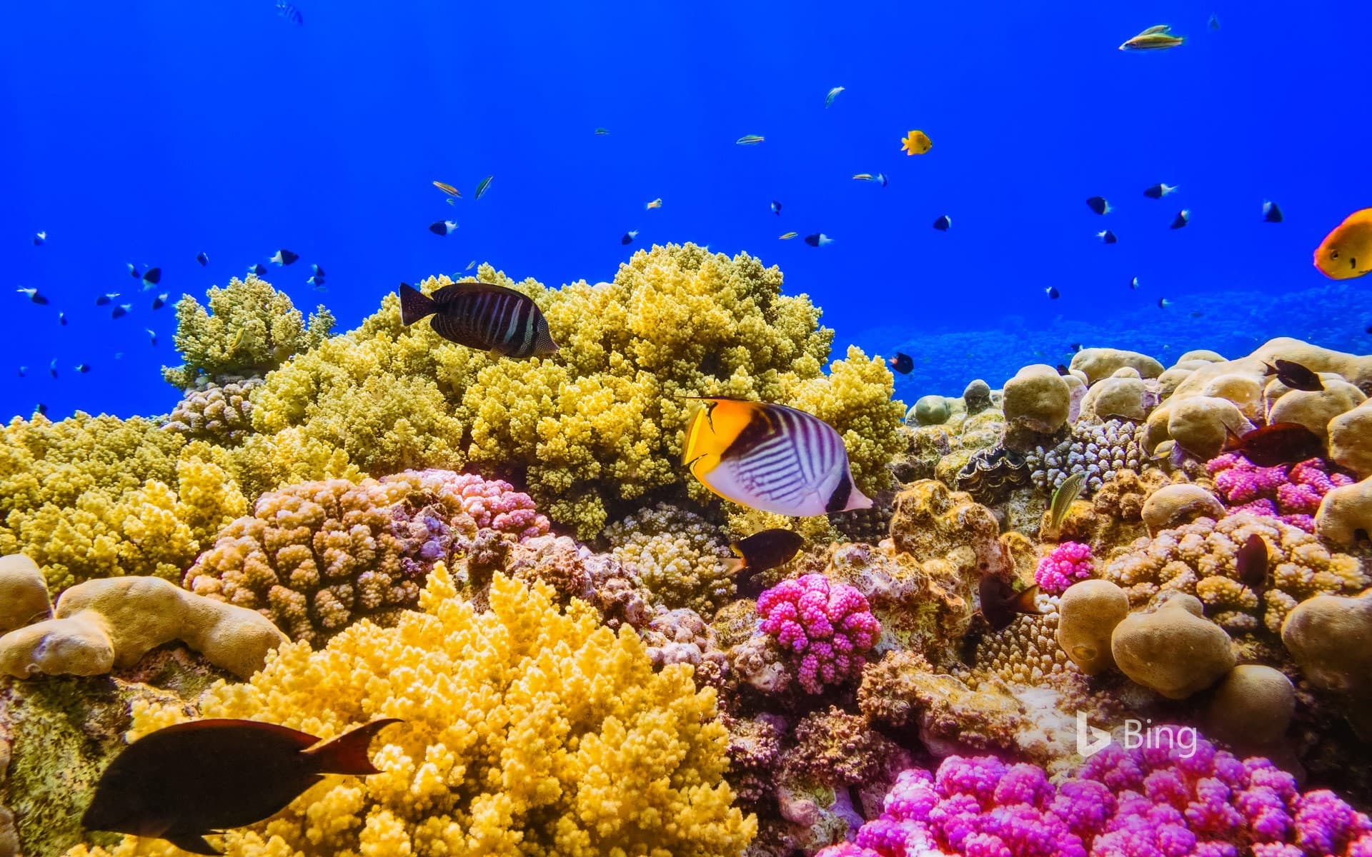 Bing Wallpaper: A coral reef in the Red Sea near Egypt