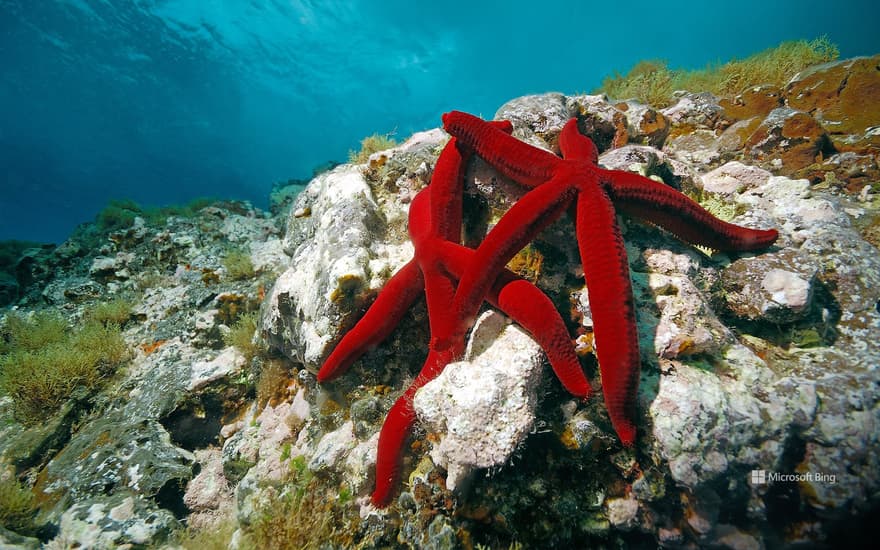 Mediterranean red sea stars, Mediterranean Sea