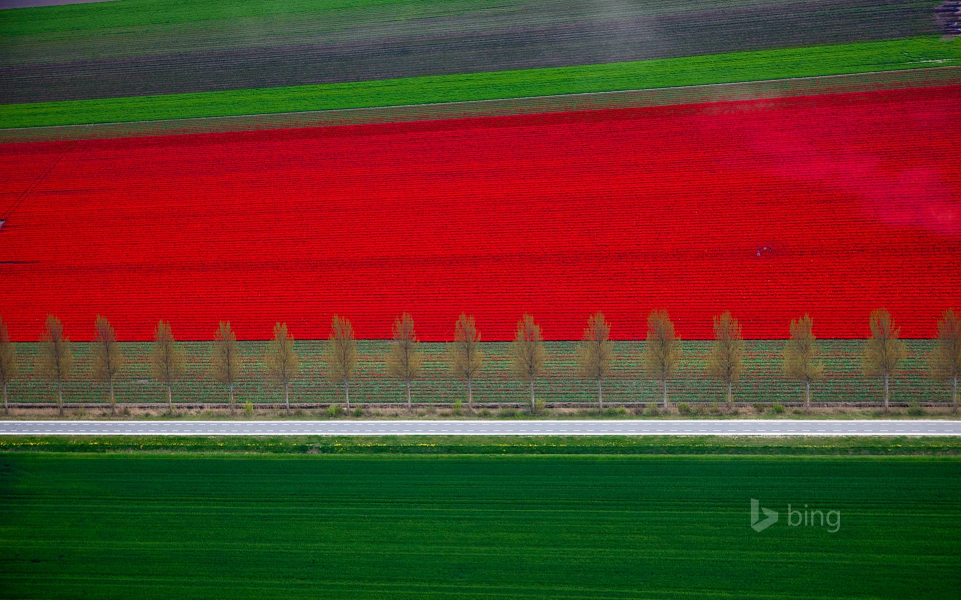Bing Wallpaper: Tulip fields in Noordoostpolder, Netherlands