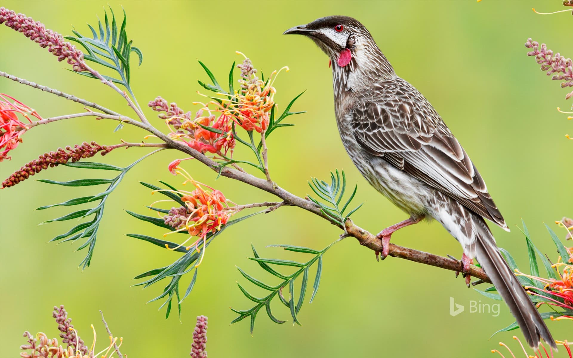 Bing Wallpaper: Red wattlebird, Victoria, Australia