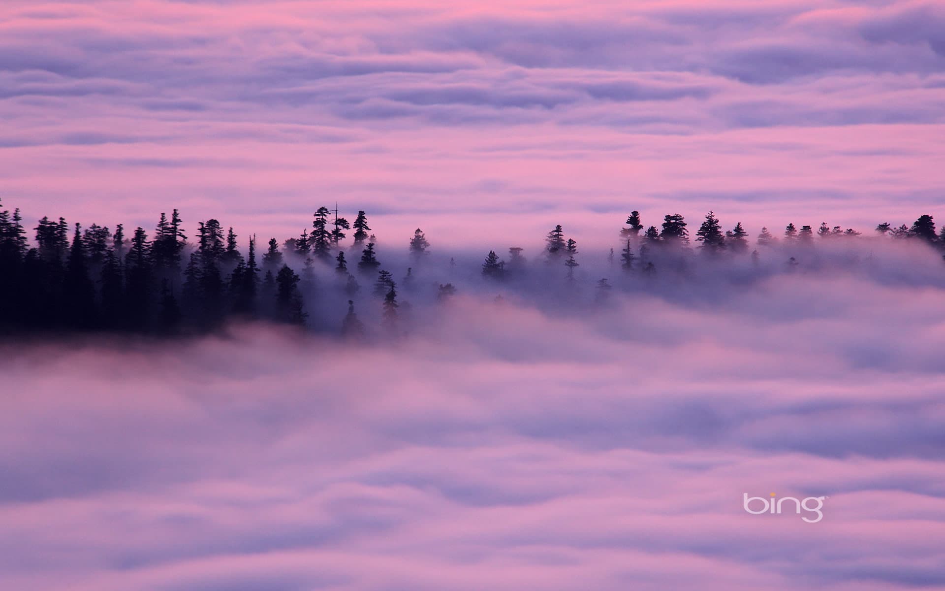 Bing Wallpaper: Fog drifts over the Redwood National and State Parks, California