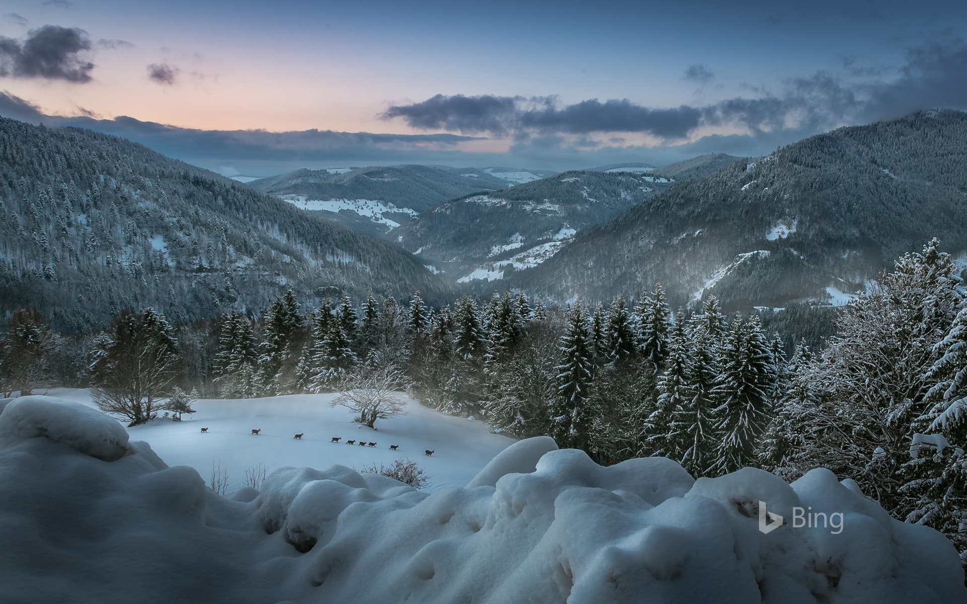Bing Wallpaper: A herd of deer near the town of Herrischried, Germany