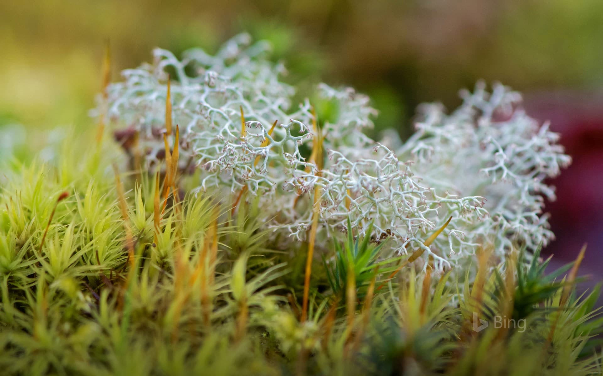 Bing Wallpaper: Reindeer lichen in Dartmoor National Park