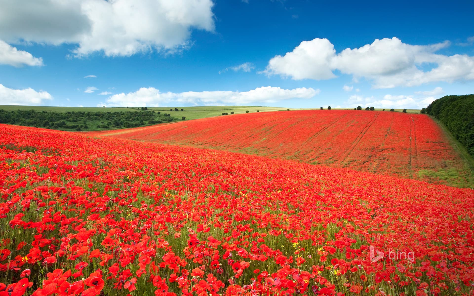 Bing Wallpaper: A field of poppies in the South Downs National Park near Brighton