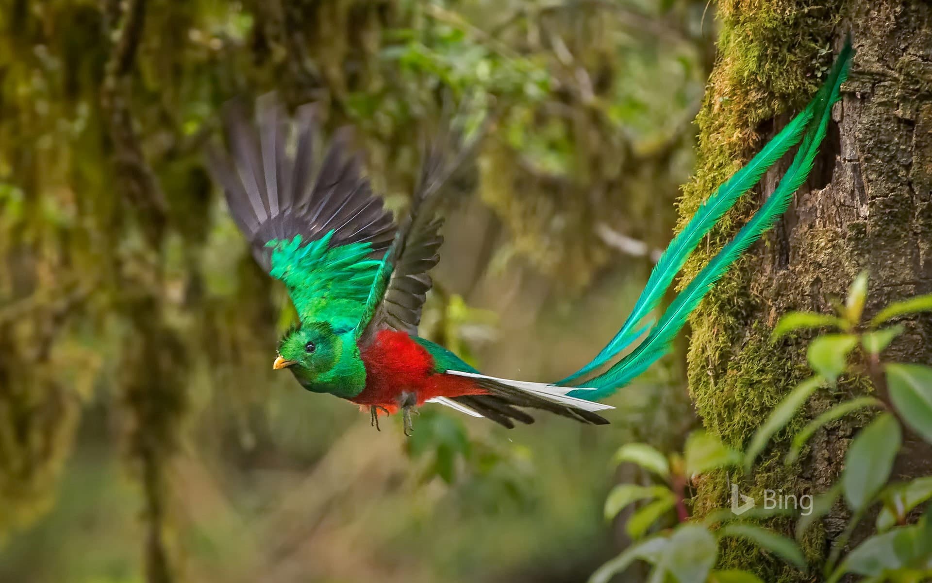Bing Wallpaper: Male resplendent quetzal in Costa Rica