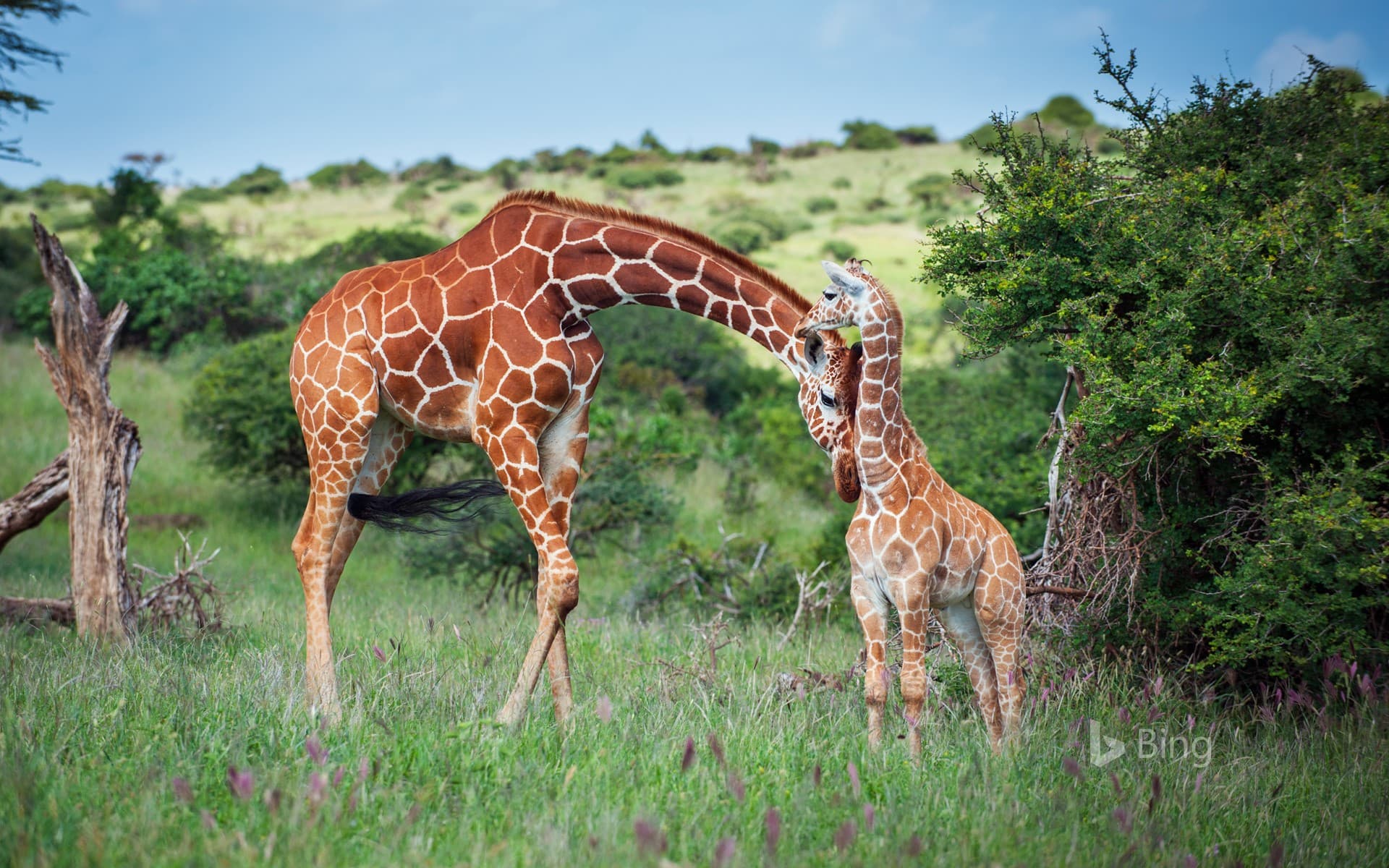Bing Wallpaper: Reticulated giraffe nuzzles her calf in Lewa Wildlife Conservancy, Kenya
