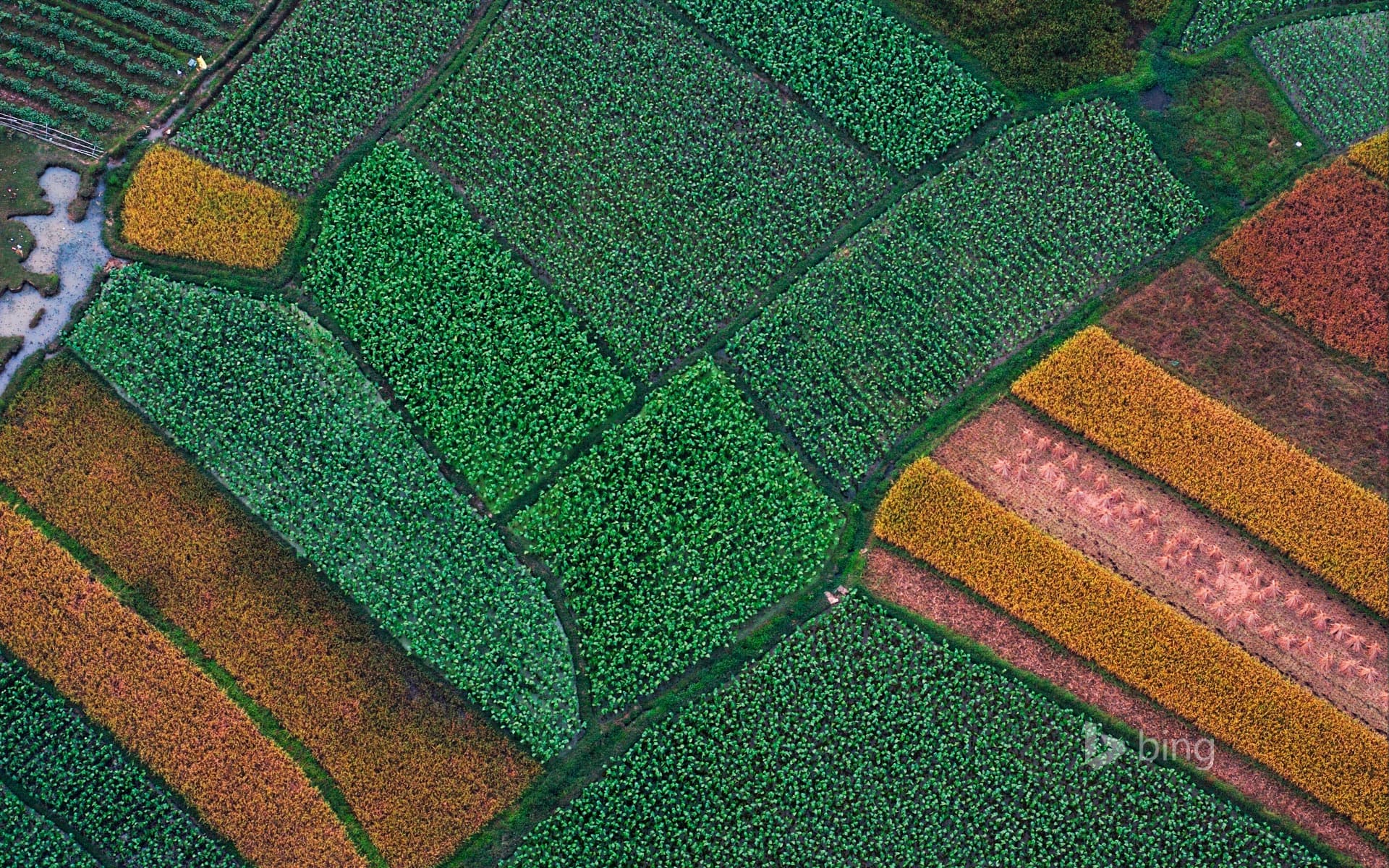 Bing Wallpaper: Aerial picture, field structure before rice harvestation, Guilin, Guanxi, China