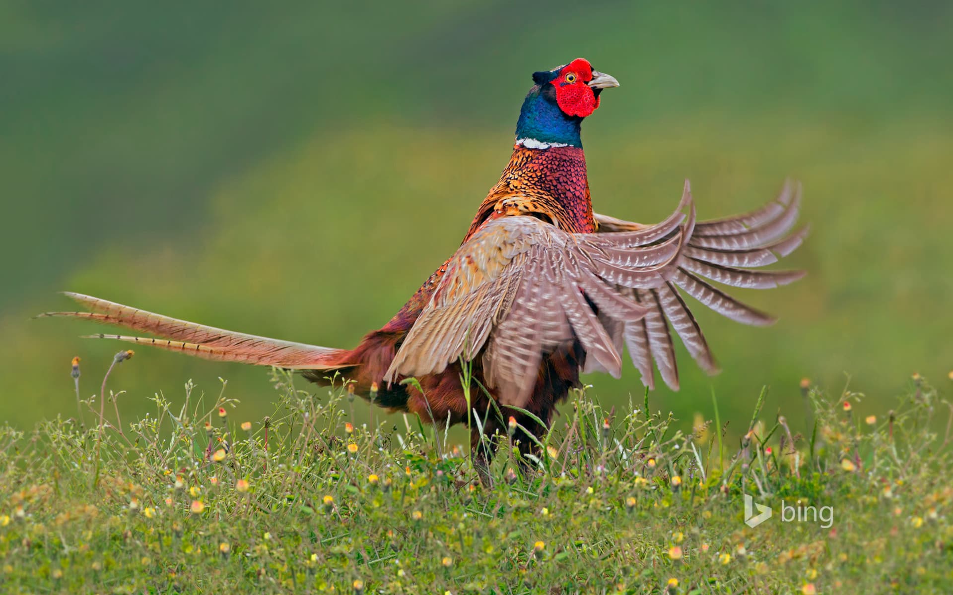 Bing Wallpaper: Ring-necked pheasant male, Texel, Netherlands