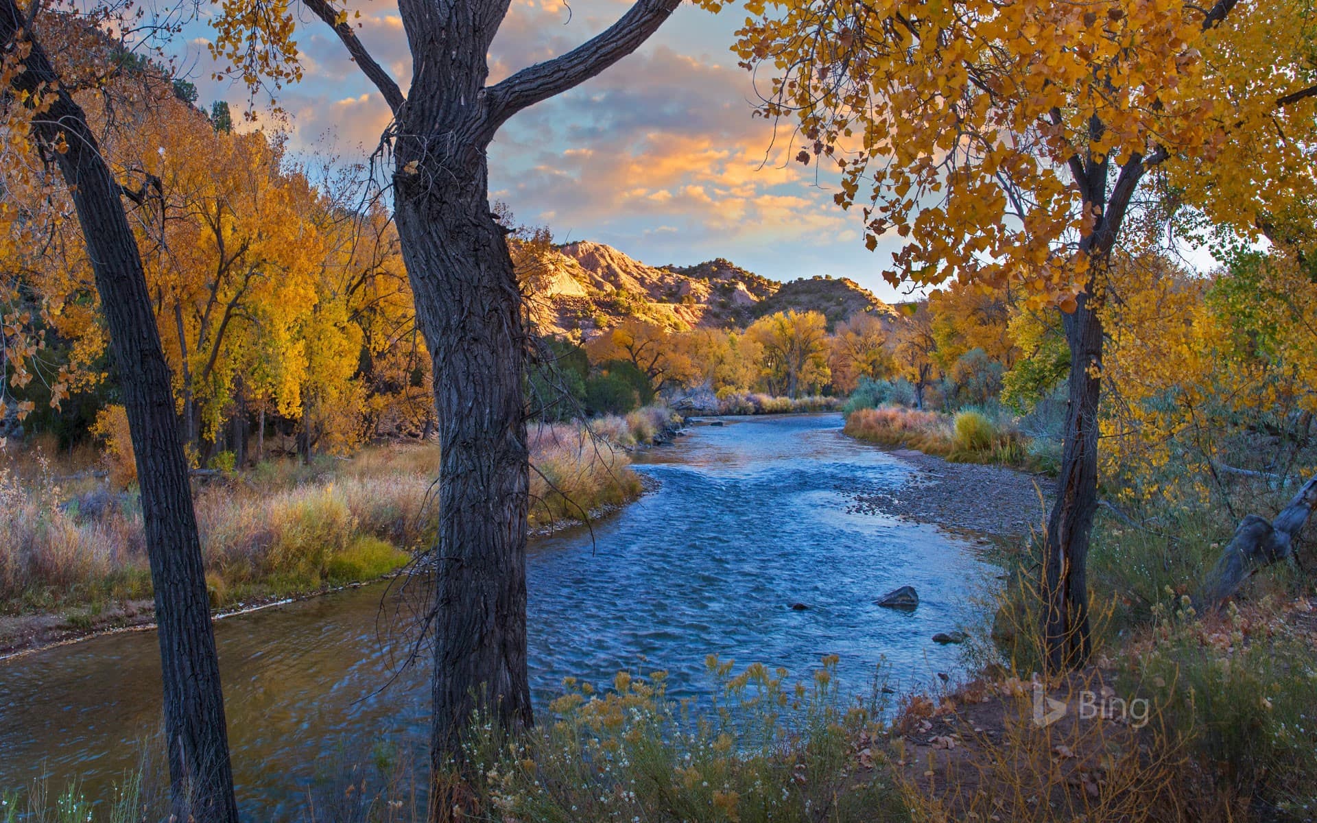 Bing Wallpaper: Cottonwood trees along the Rio Grande in autumn, New Mexico, USA