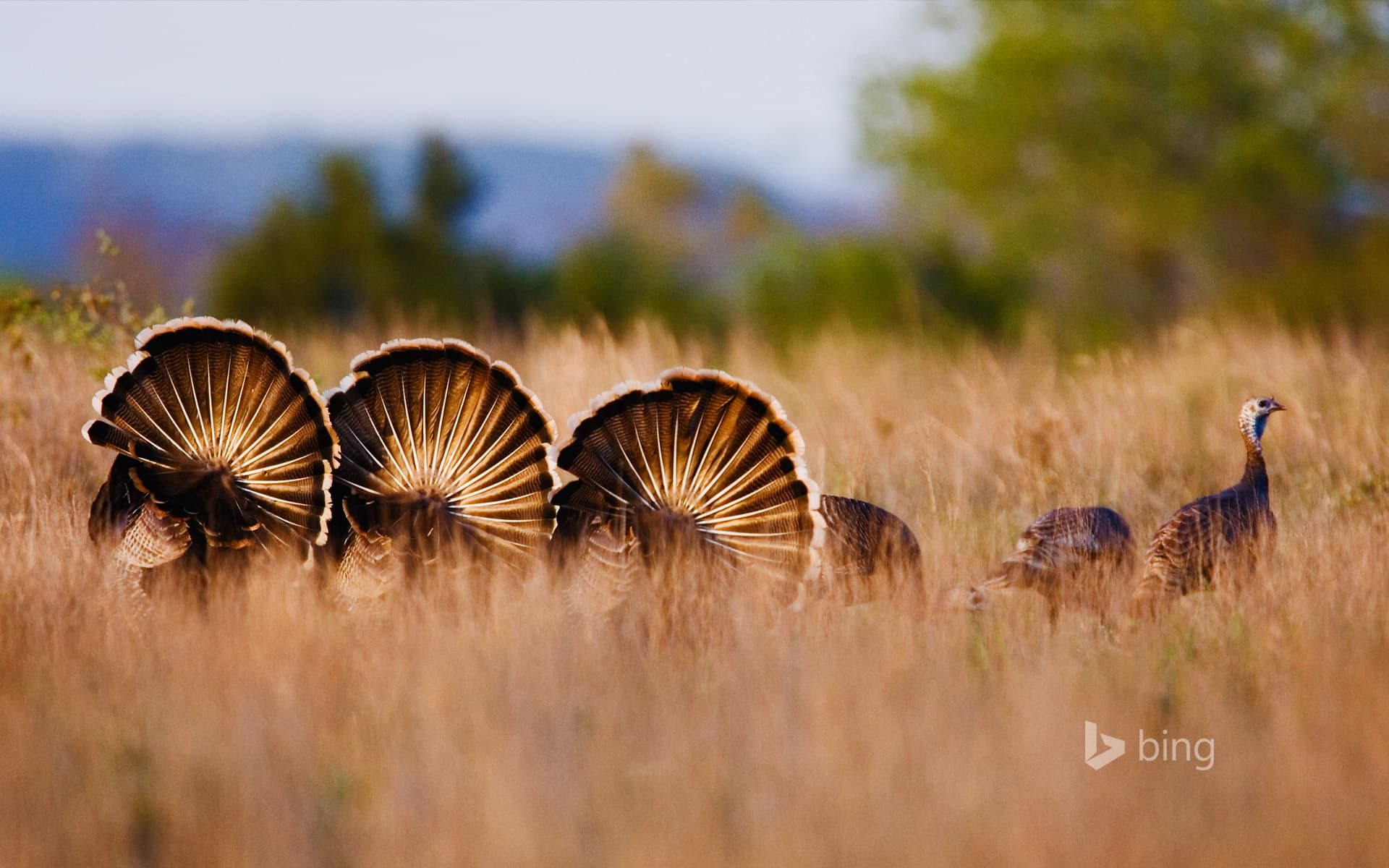 Bing Wallpaper: Wild turkeys in Rio Grande, Texas