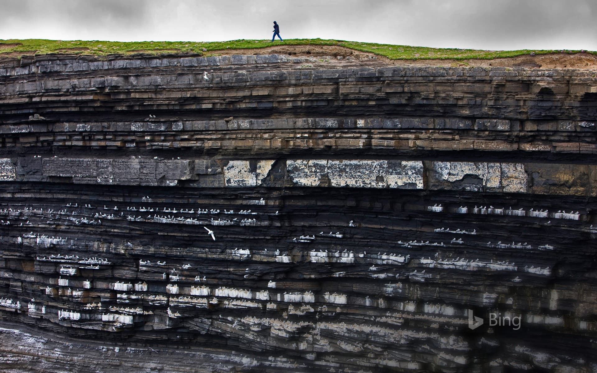 Bing Wallpaper: Black-legged kittiwake colony on cliffs, Ireland